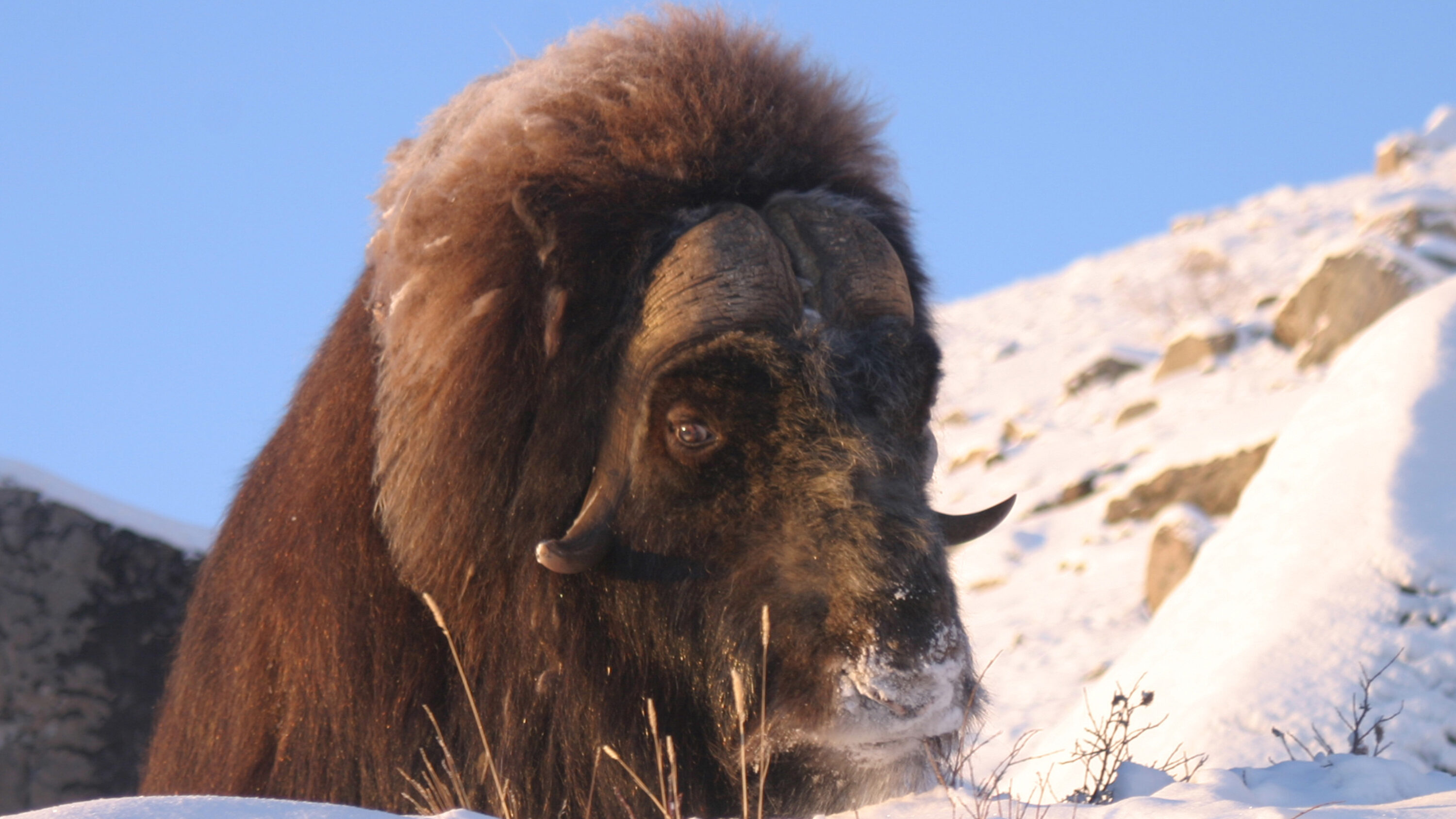 Close-up of a muskox in snow