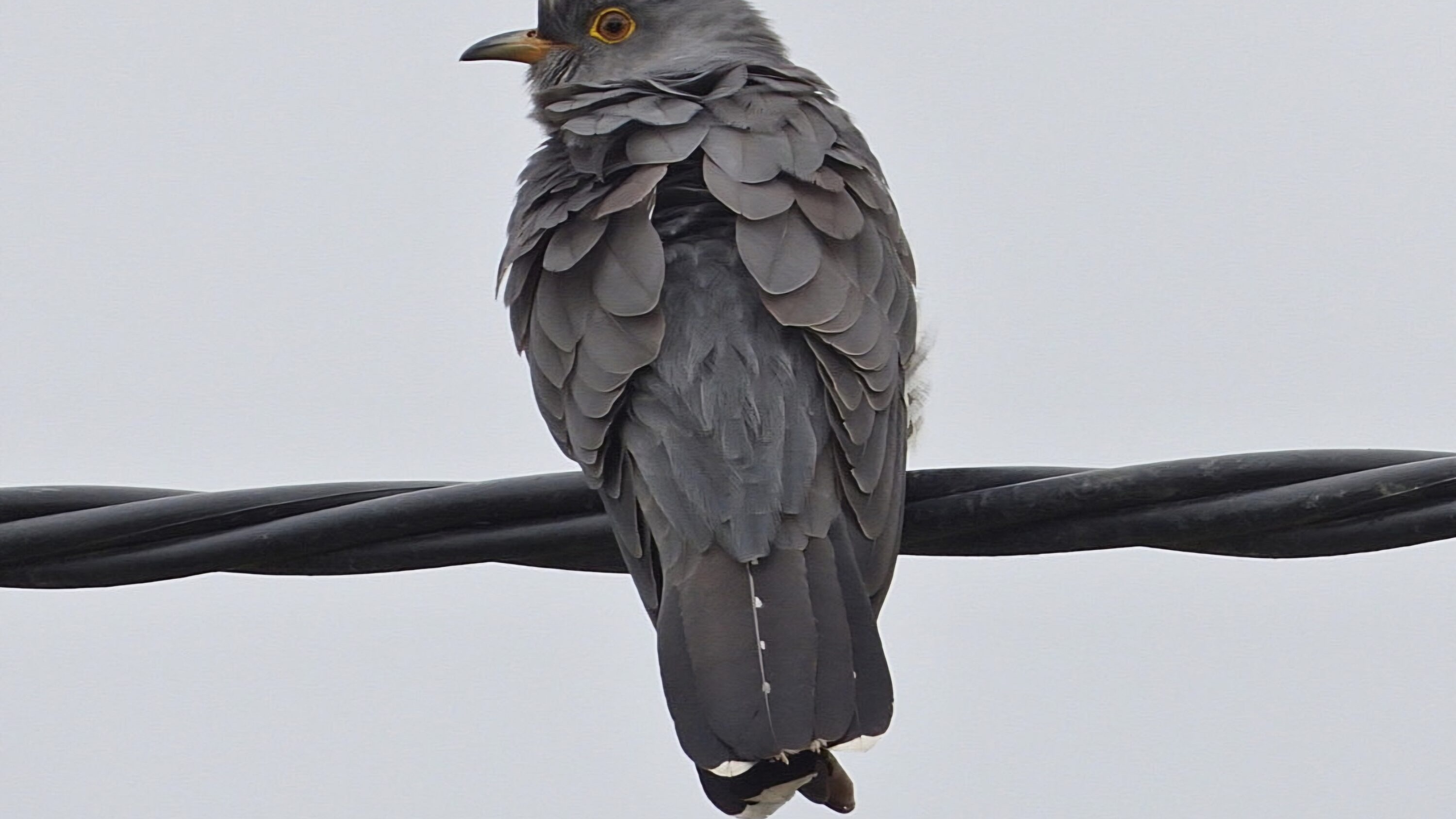 Common cuckoo perched on a cable