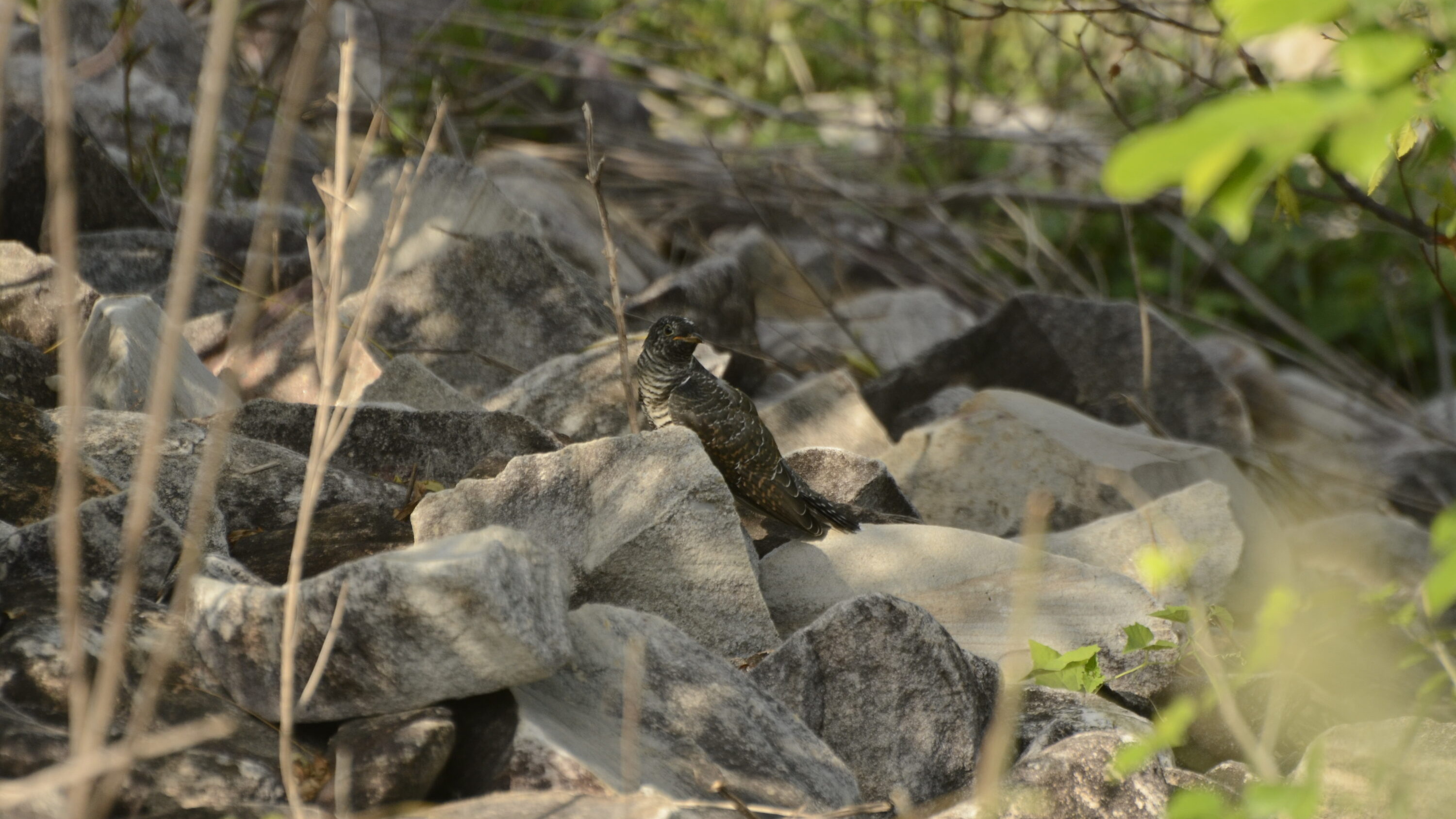 Juvenile common cuckoo, representative species image