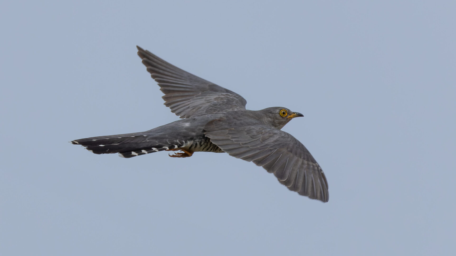 Common cuckoo in flight against a clear sky