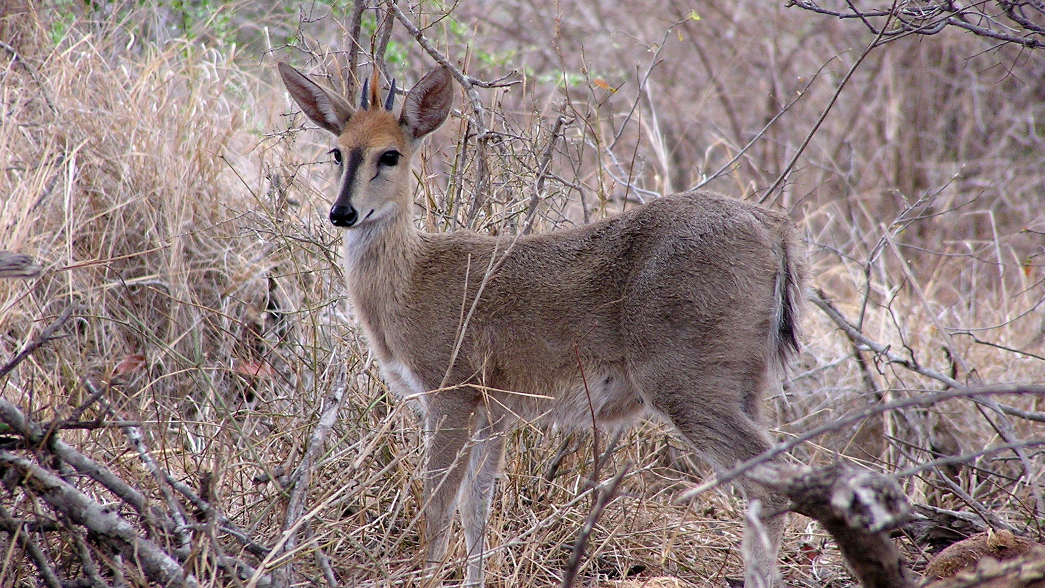 Common duiker standing in dry woodland vegetation