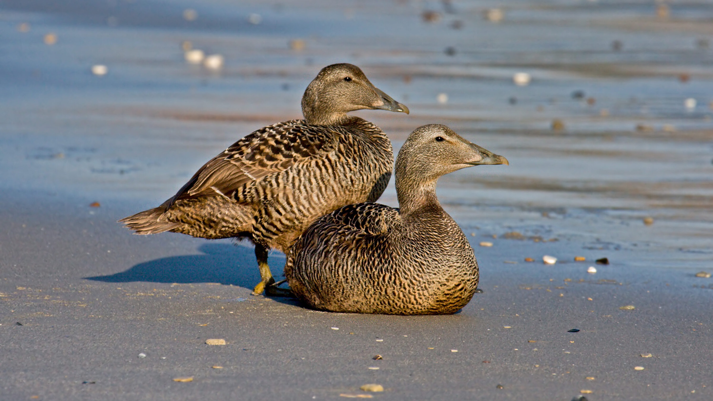 Two female common eiders on the shore at Düne, Helgoland, Germany