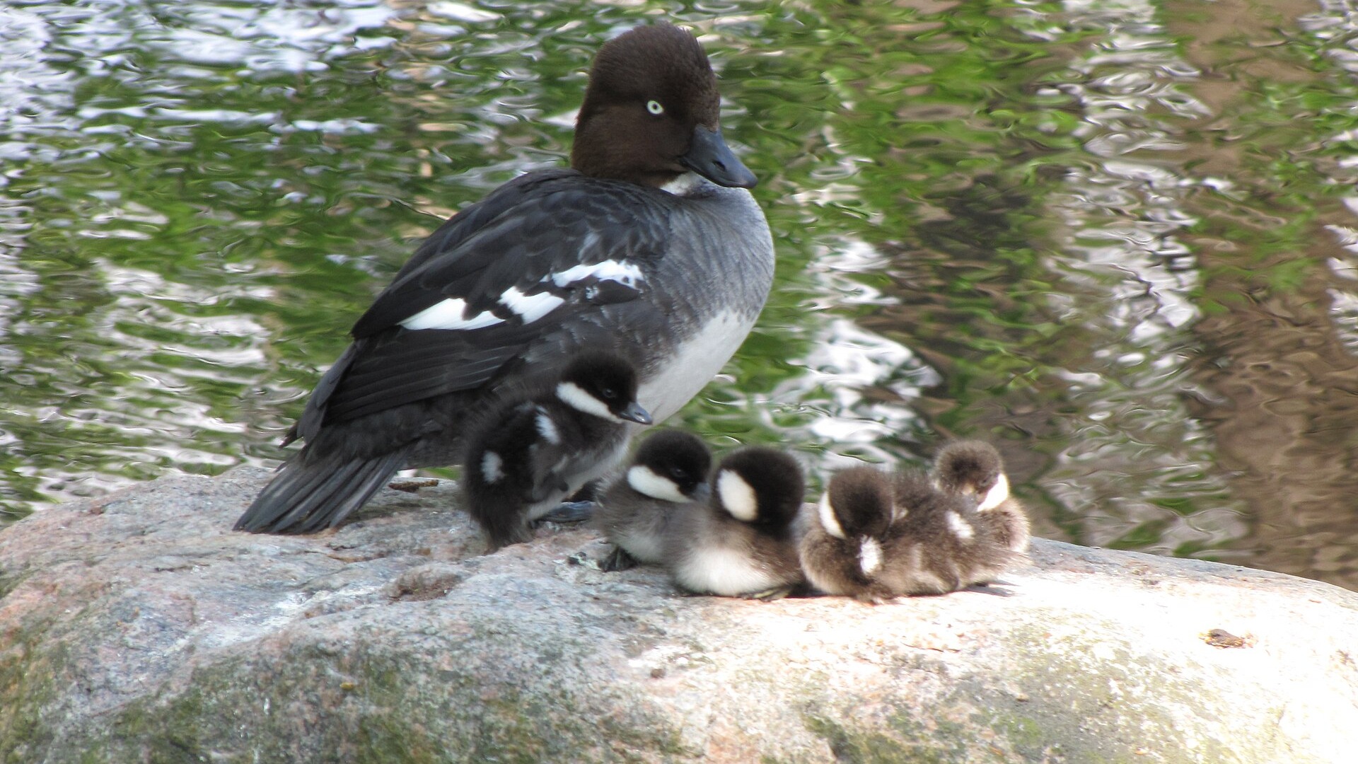Female common goldeneye swimming with ducklings