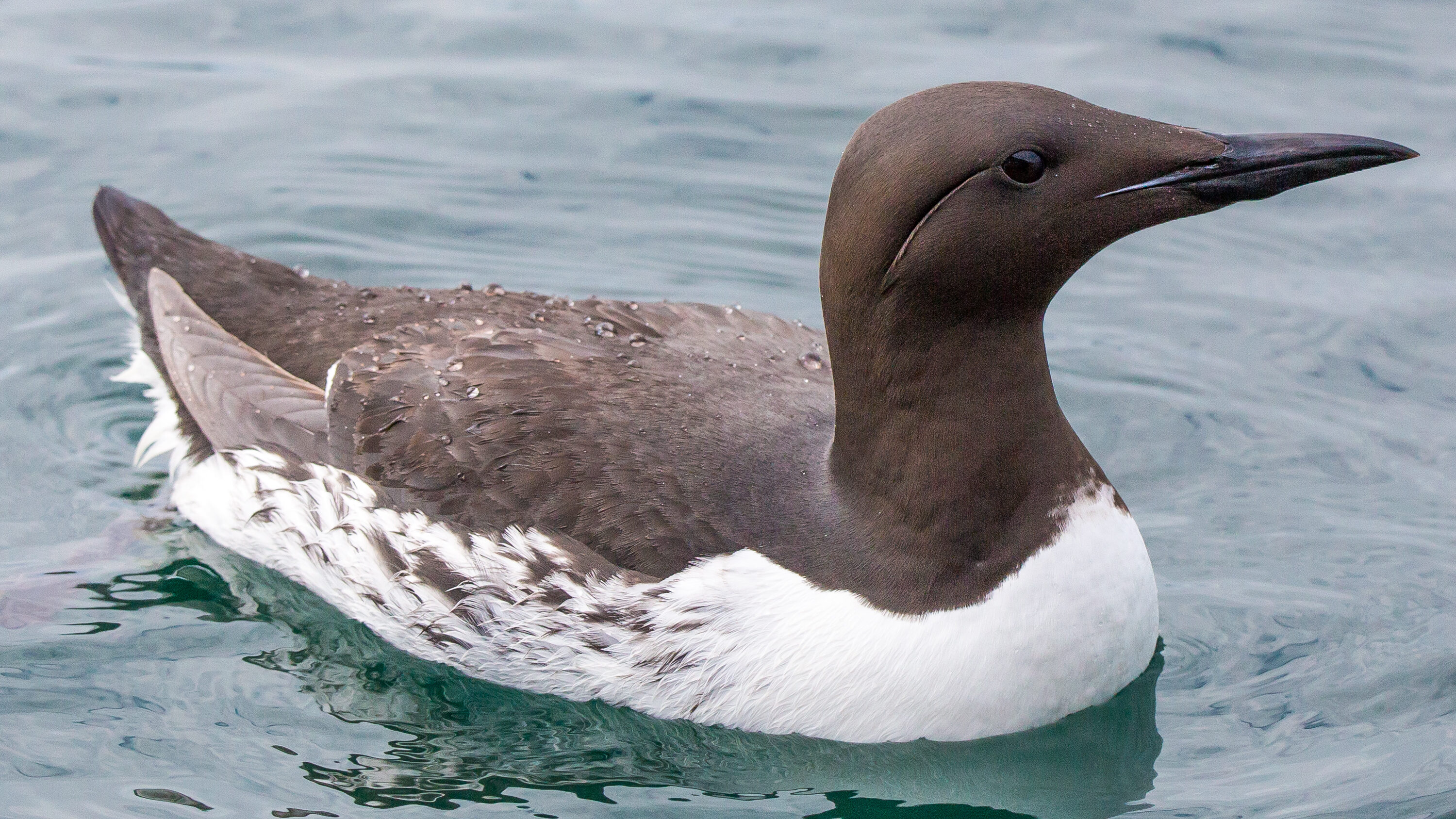 Common guillemot swimming at sea by Hornøya in Norway