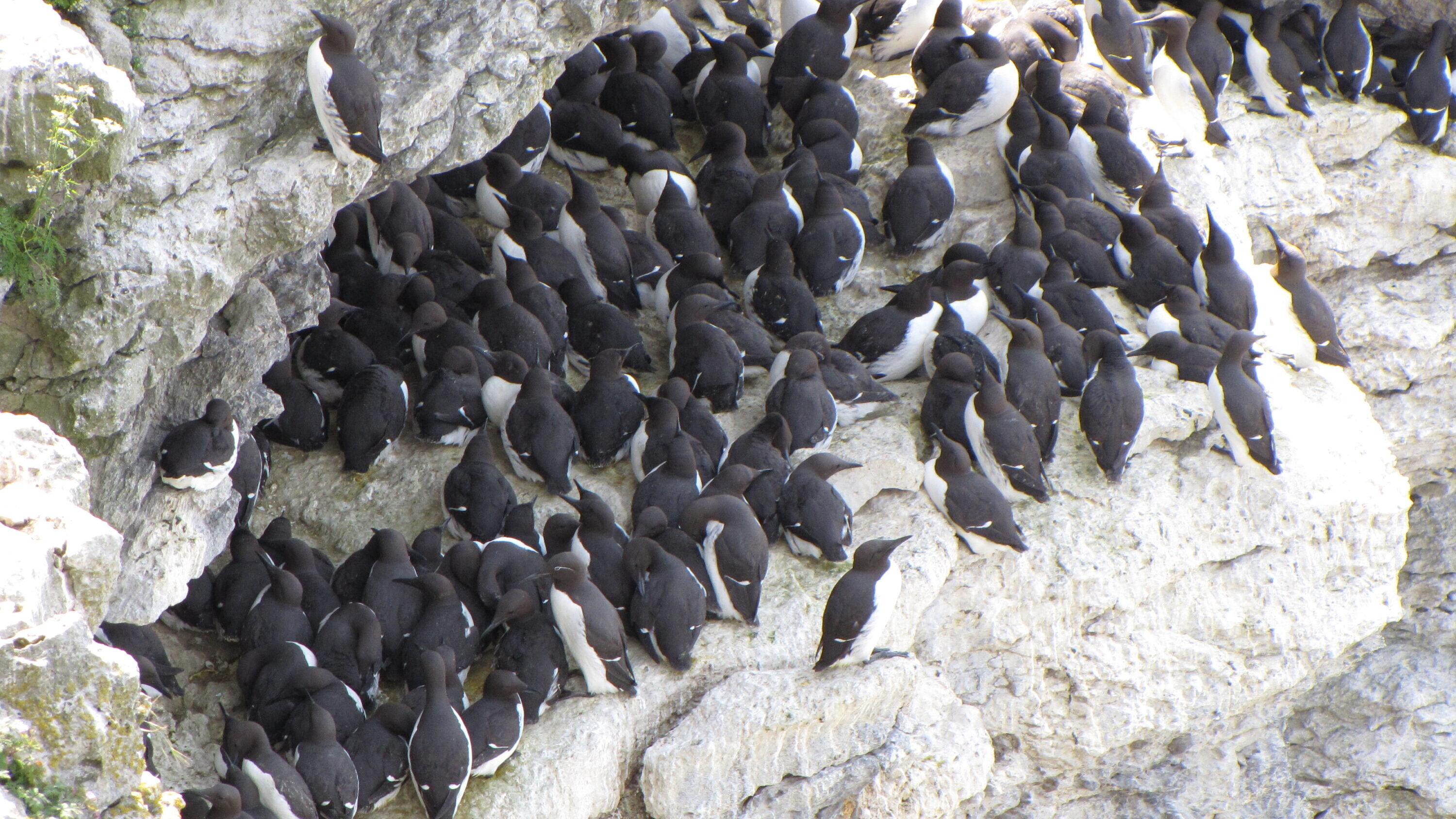 Common murres at the Stora Karlsö breeding colony in Sweden