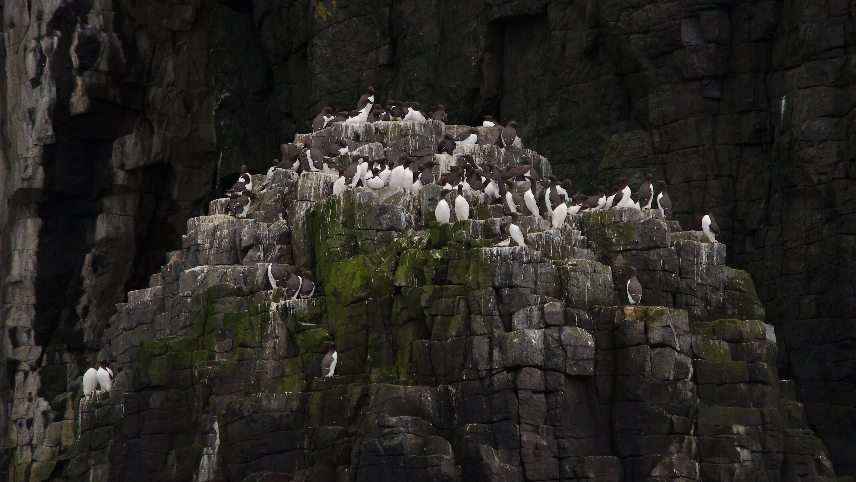 Common guillemots on the Isle of May, Scotland