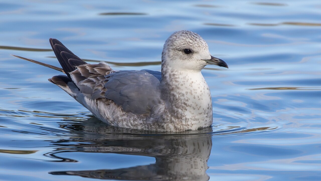 Common gull in winter plumage on water