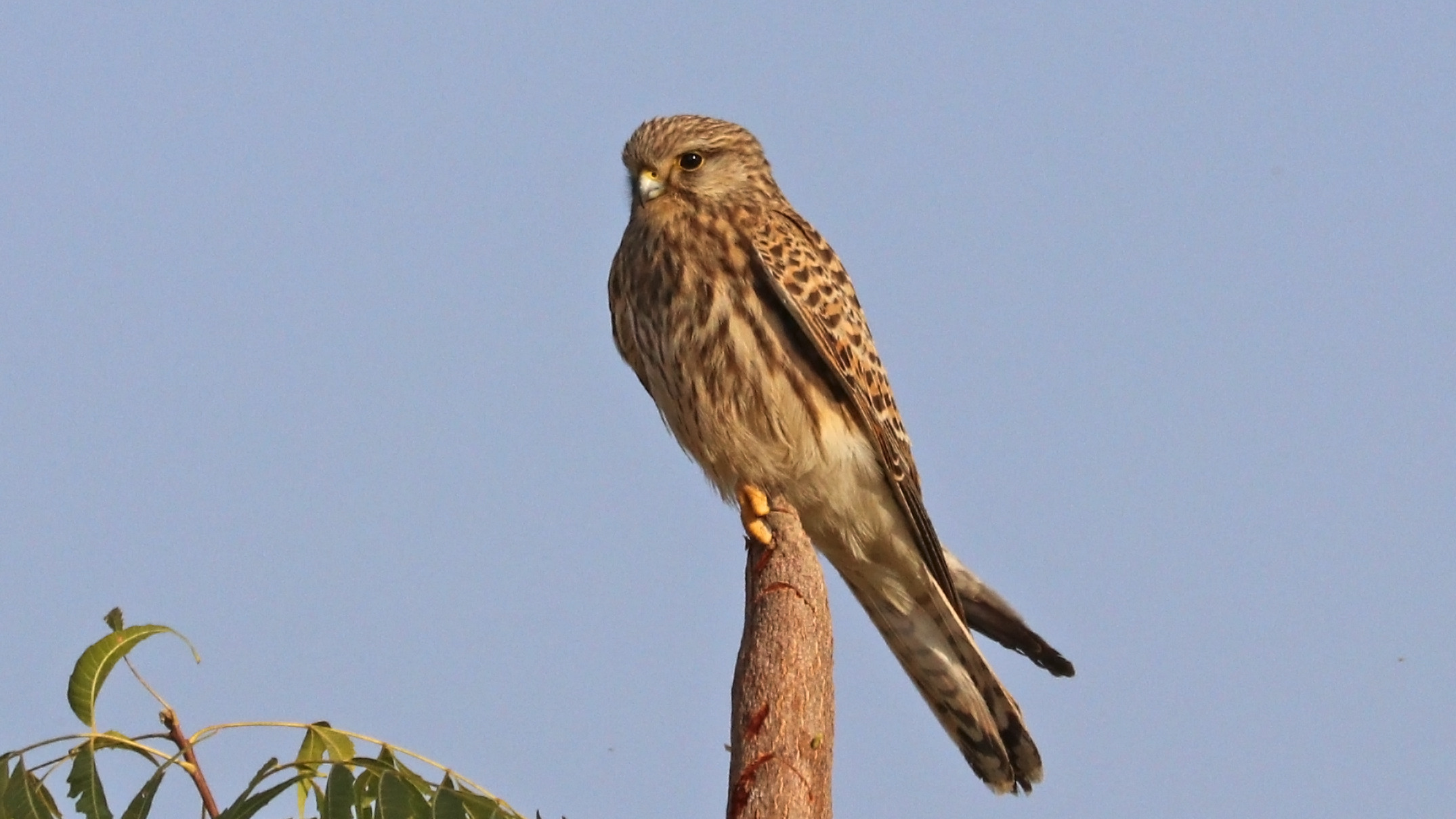 Female common kestrel at Jawai, Rajasthan, India