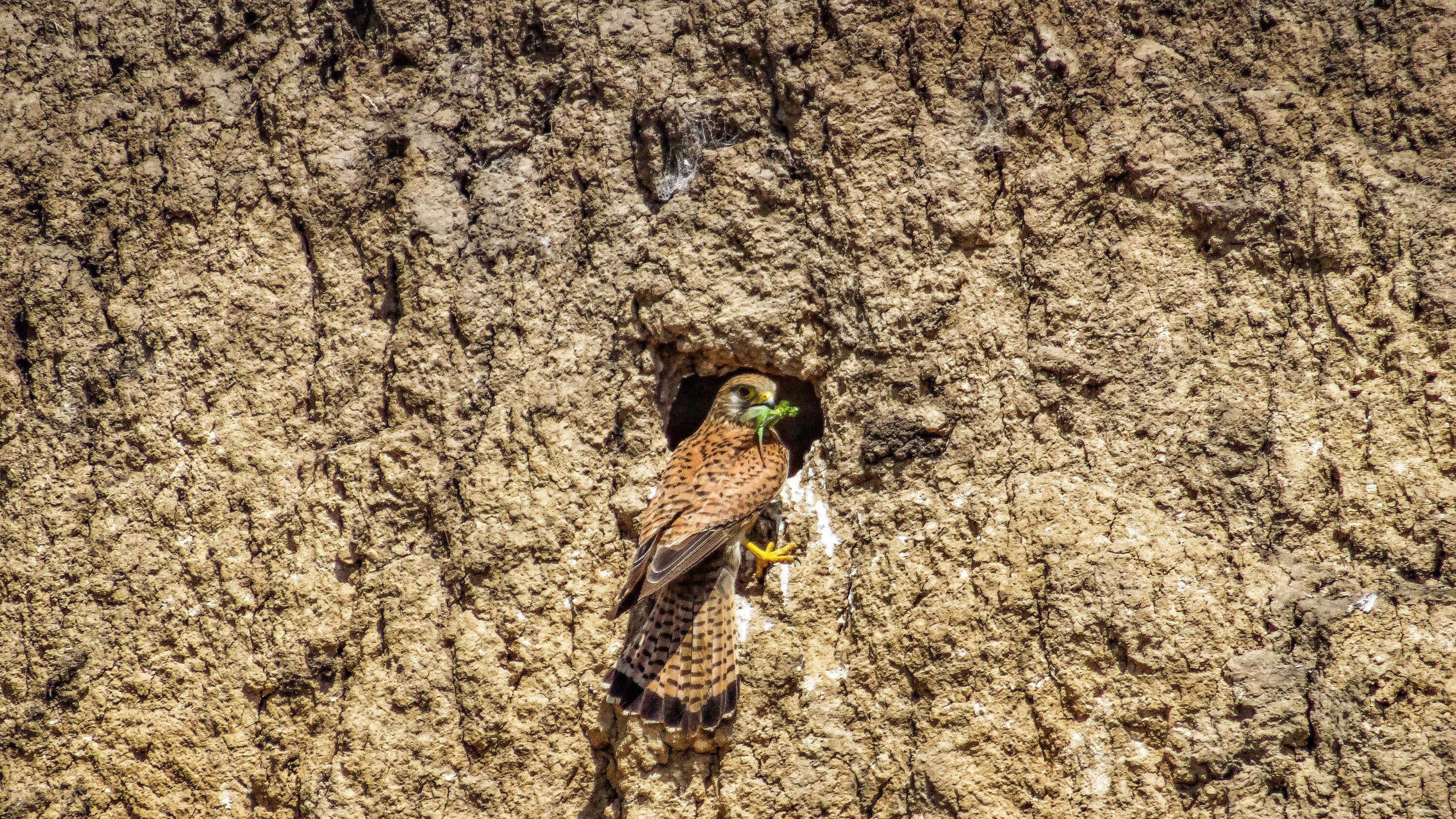 Female common kestrel holding prey on a branch