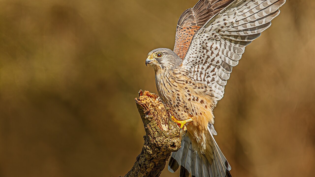 Common kestrel in Hampshire, England