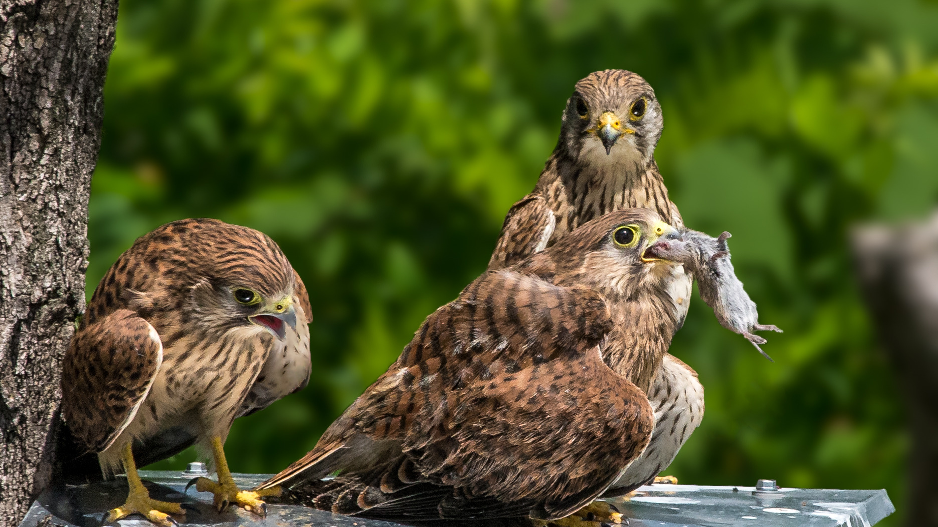 Common kestrel adult female and fledglings at a nest box in Hungary
