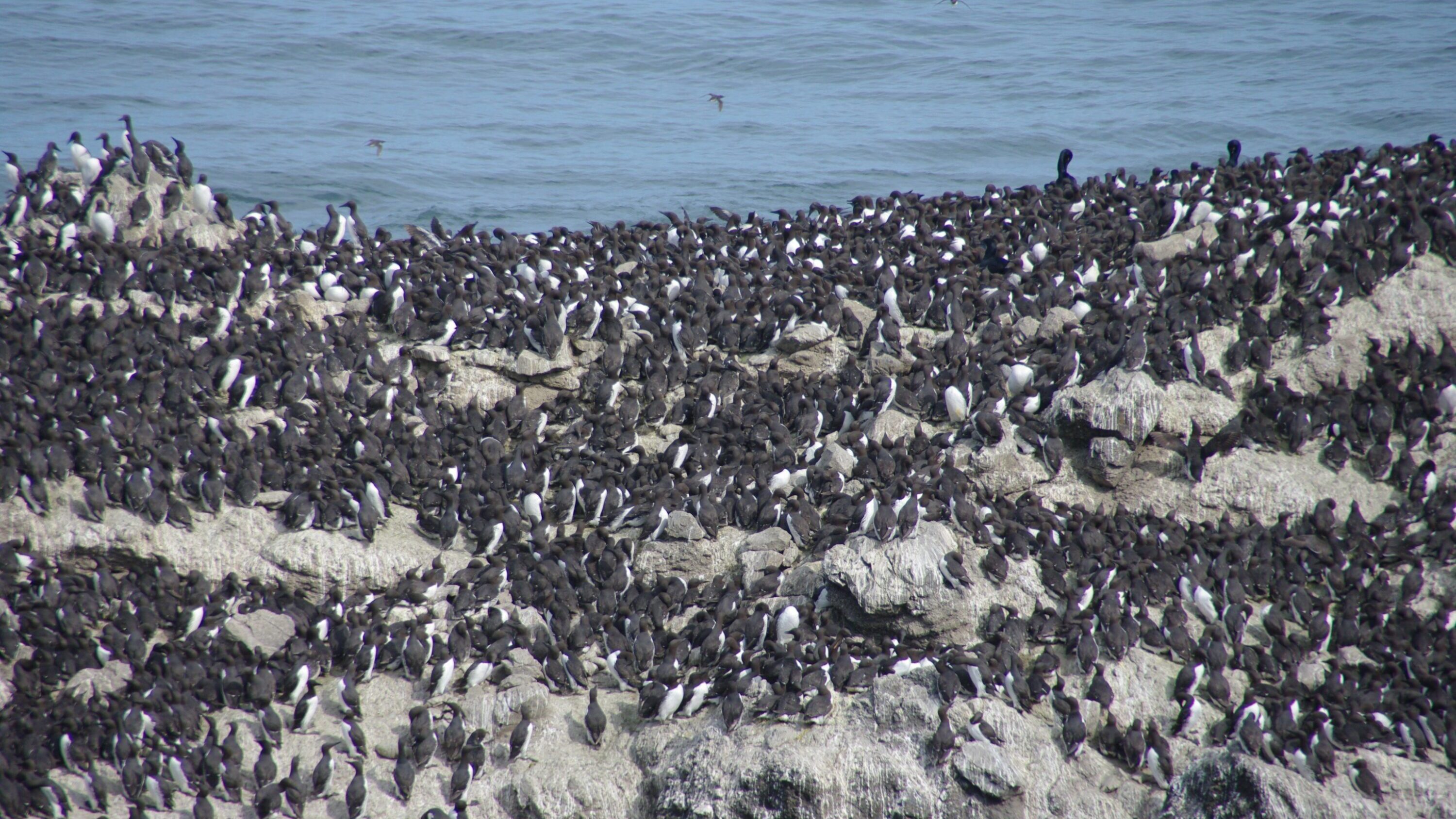 Common murres gathered on a rocky breeding colony
