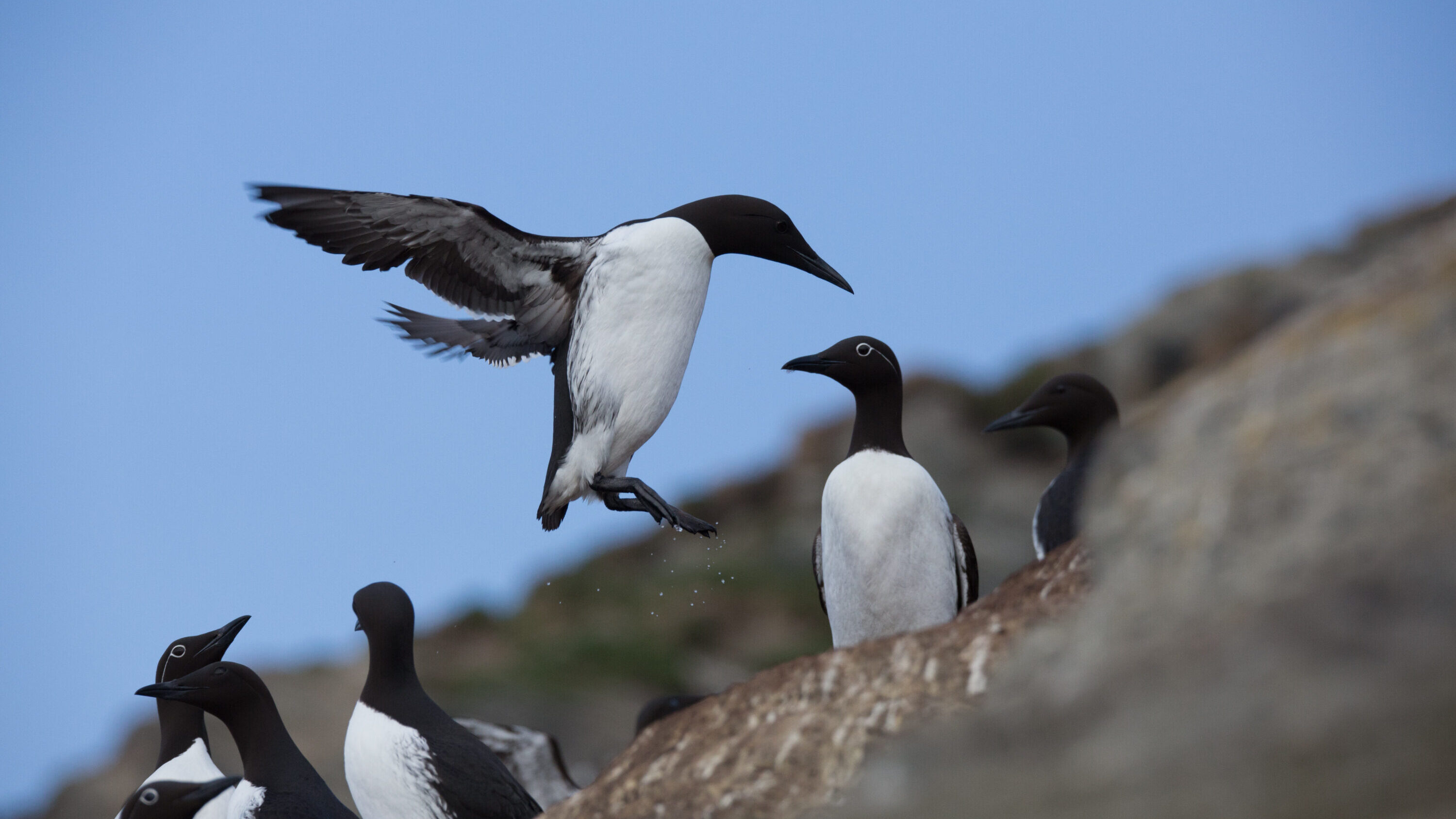 Common murre on Hornøya, Norway