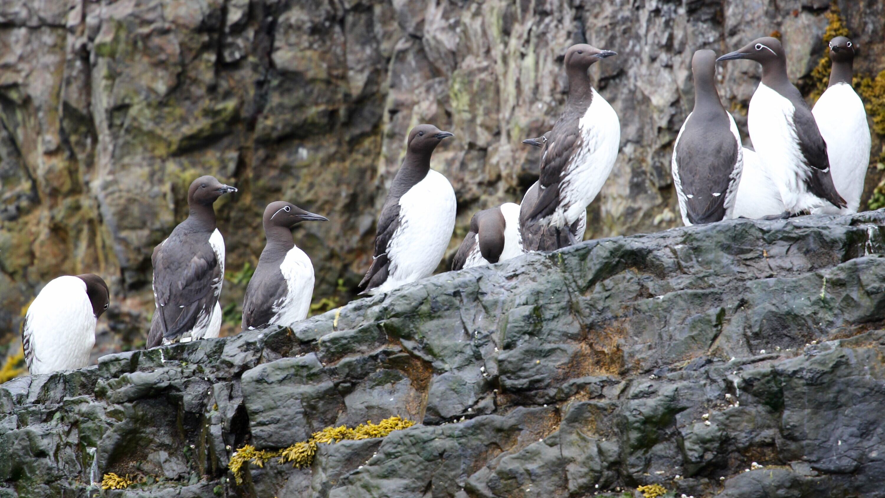 Common murres on Bjørnøya, Svalbard