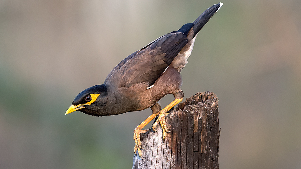 Common myna, representative species image