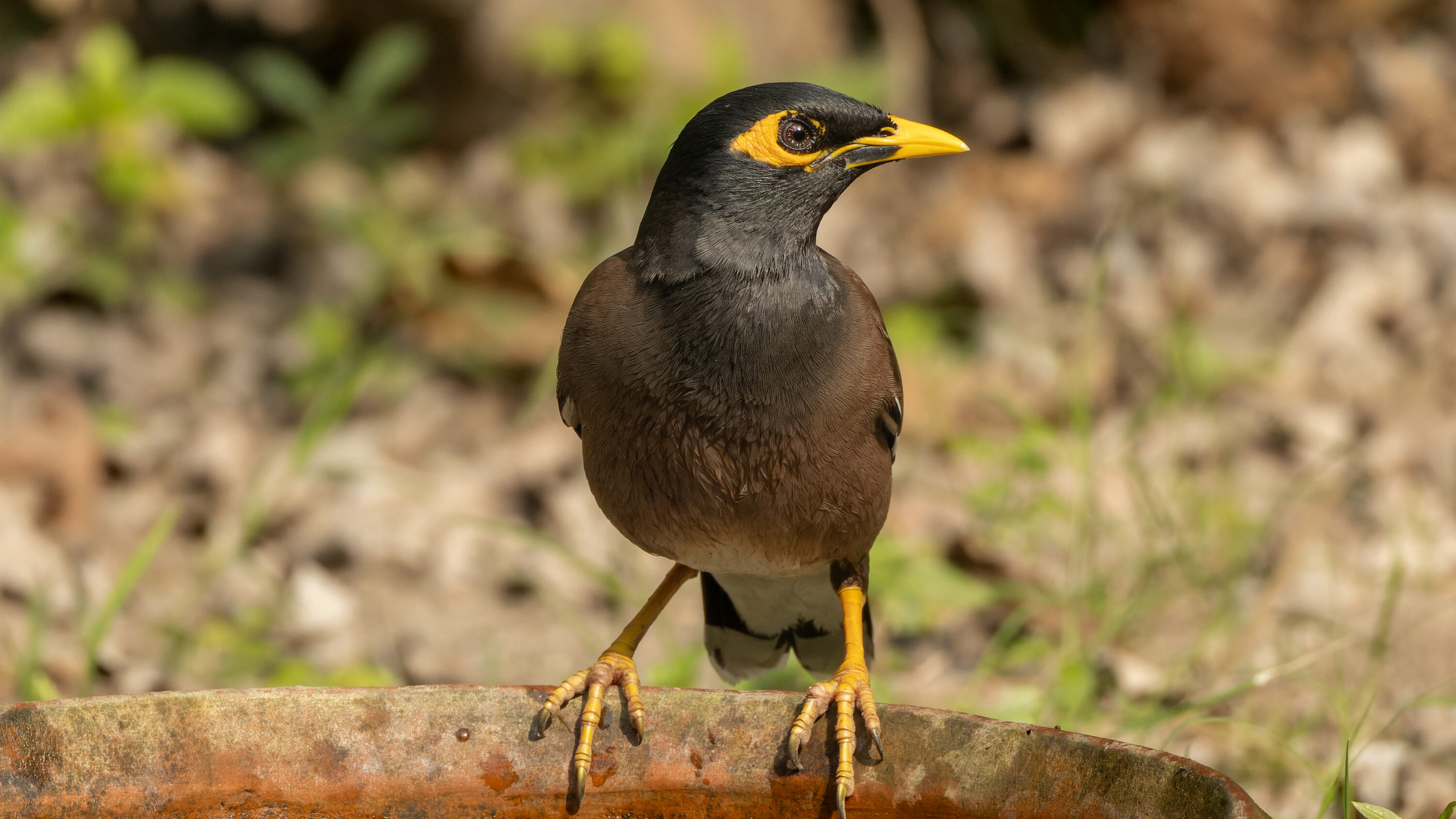 Common myna perched at Rabindra Sarobar, Kolkata, India