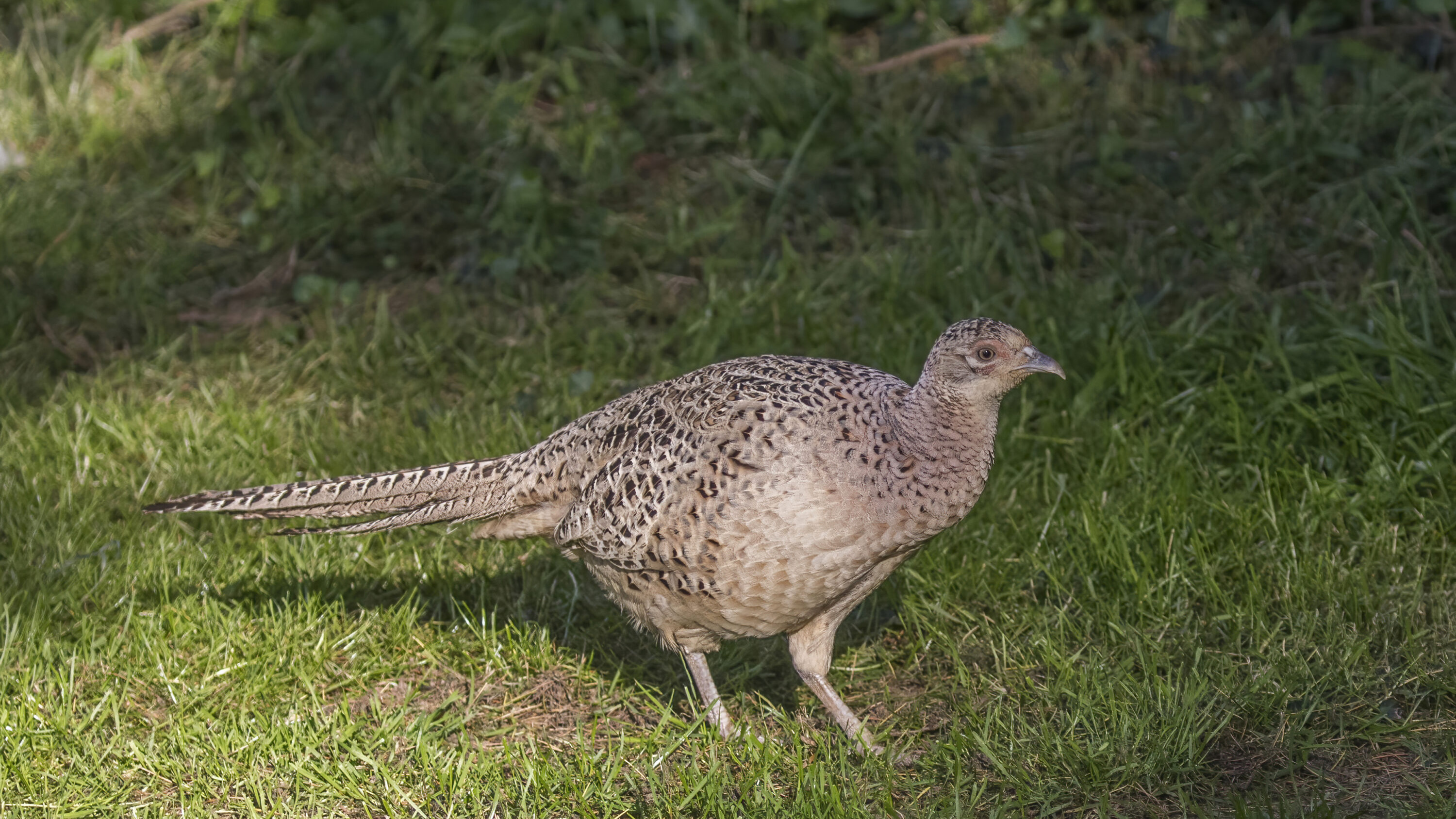 Wild female common pheasant in Hampshire, England