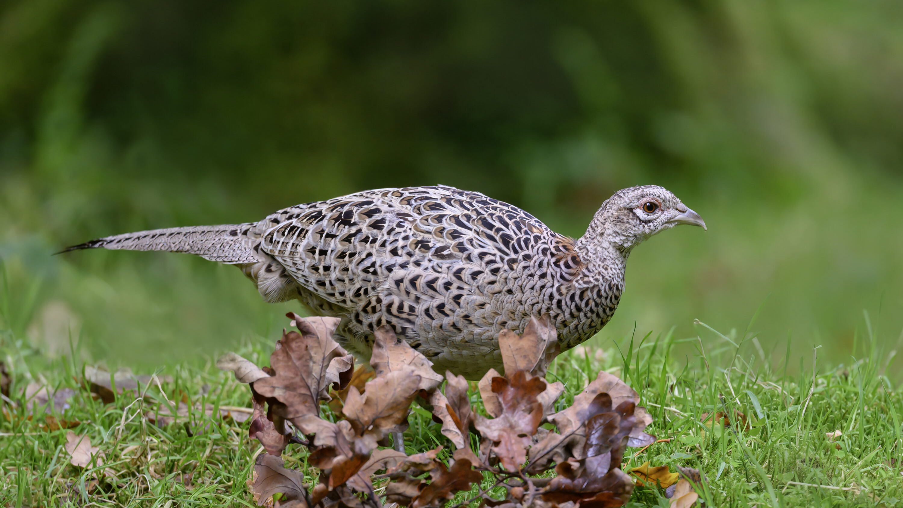 Common pheasant in the United Kingdom