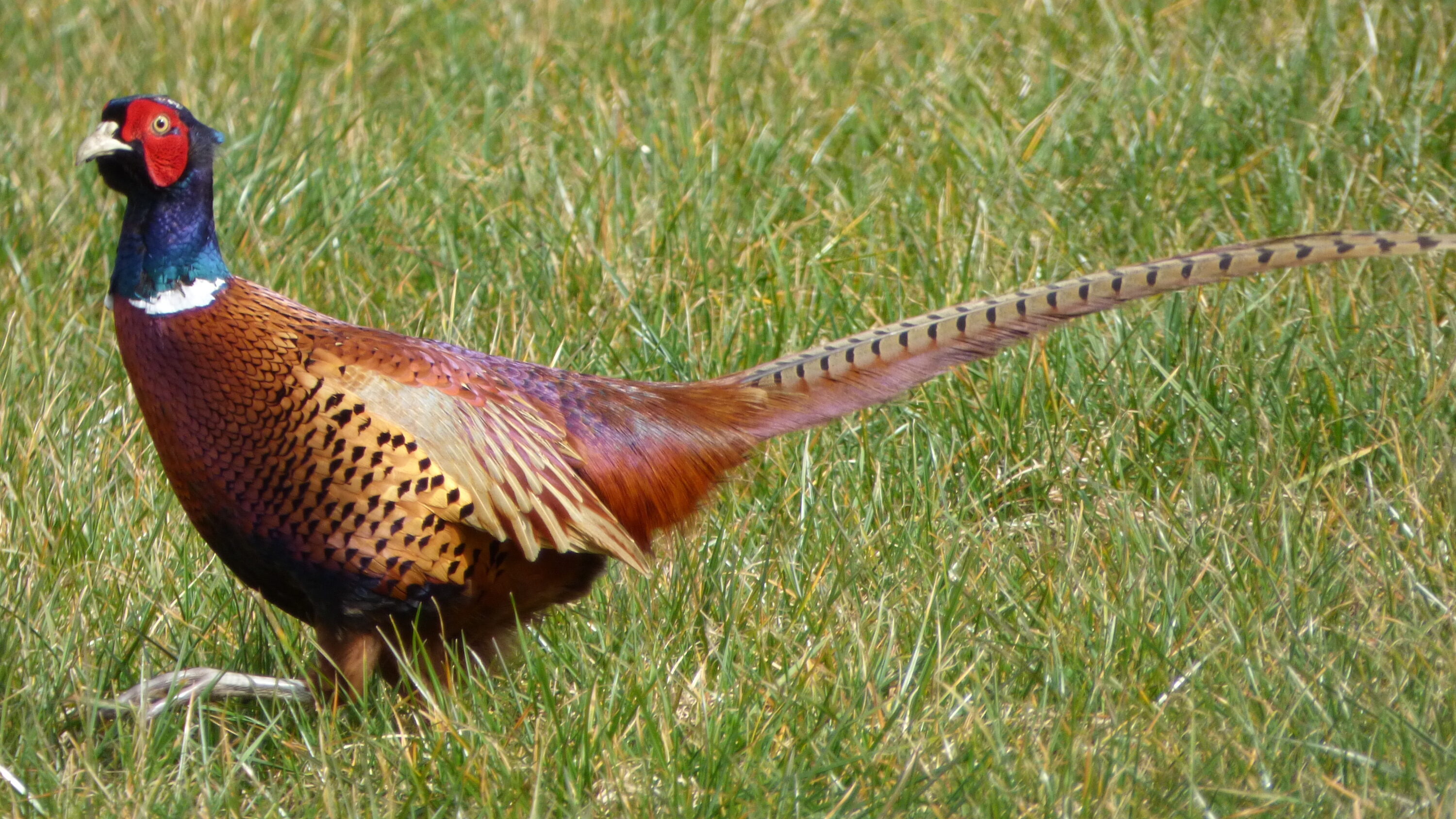 Male common pheasant in Hertfordshire, England