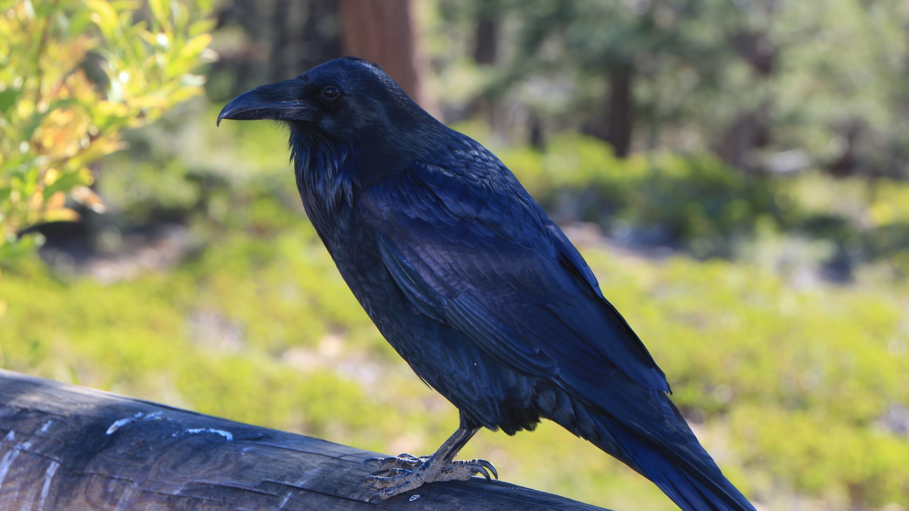 Common raven perched on a log at Bryce Canyon National Park