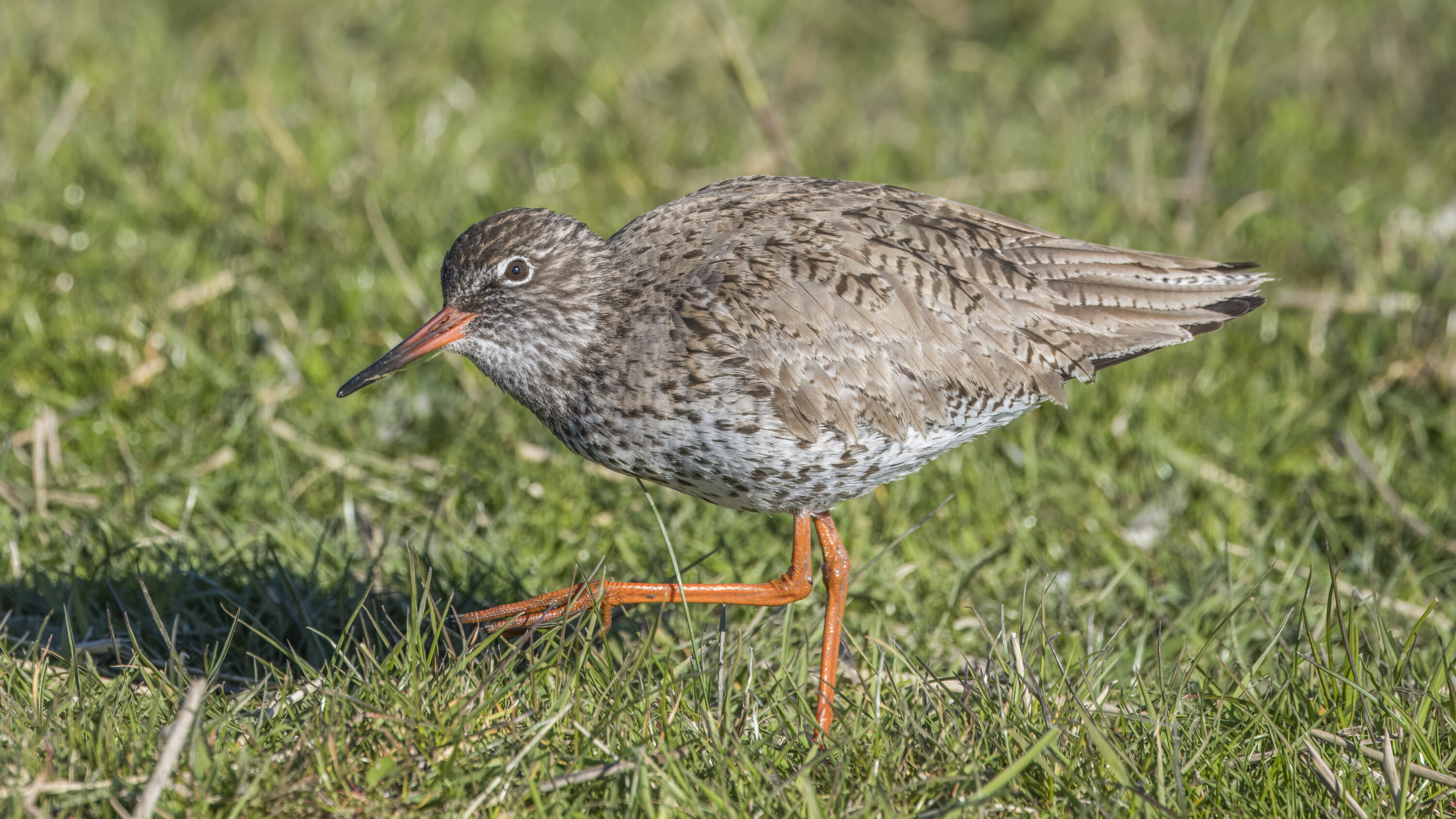 Common Redshank in breeding plumage at Marken, Netherlands