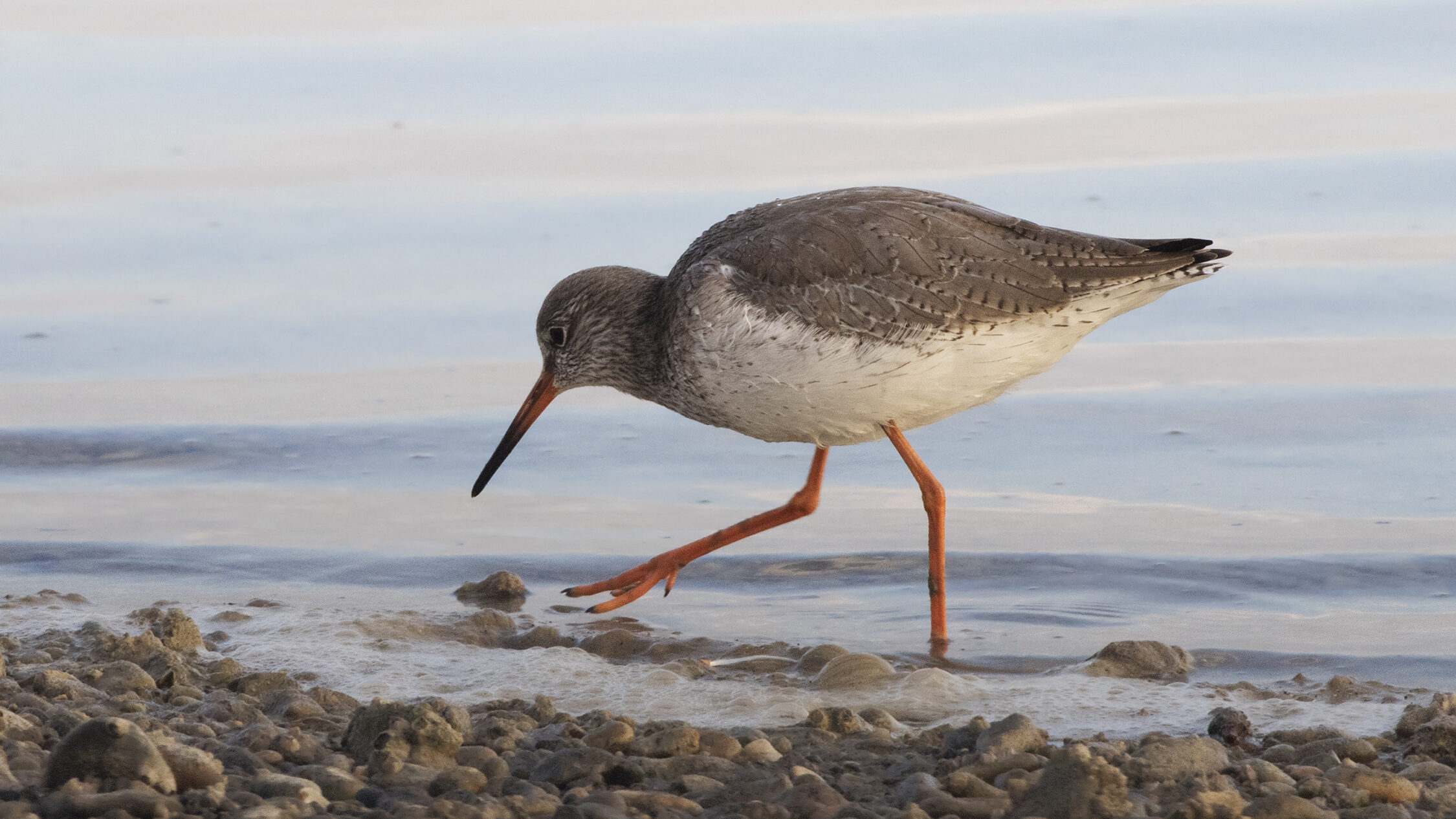 Common Redshank feeding in shallow water in Paradeniz Lagoon, Turkey
