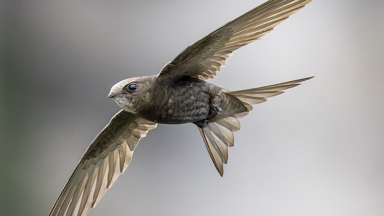 Common swift in flight