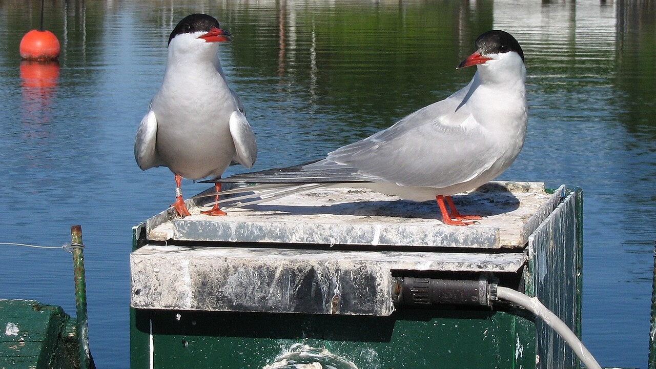 Two marked Common Terns standing on a monitoring platform above water