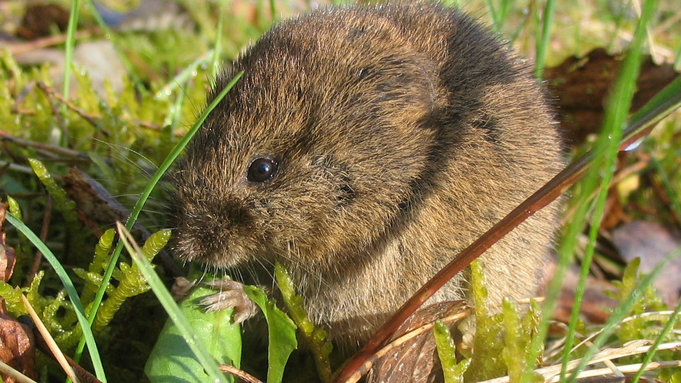 Common vole in grass near Lanke, Brandenburg, Germany