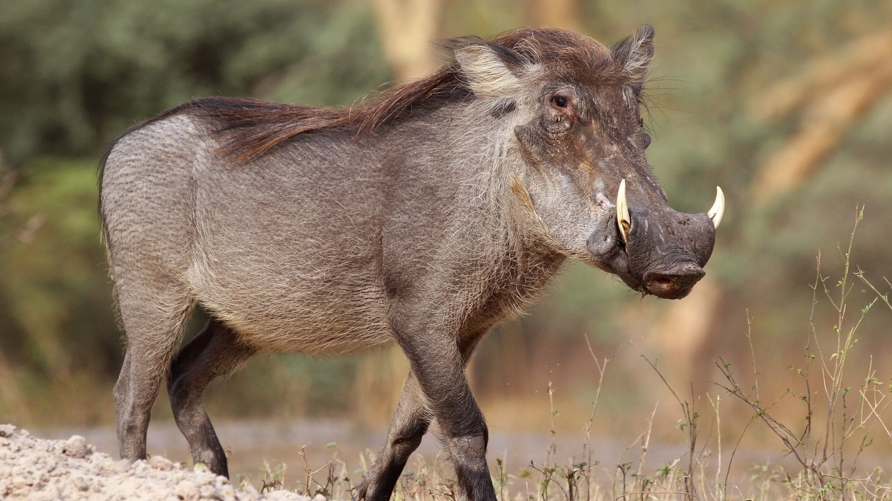Wild common warthog standing in open habitat in Senegal