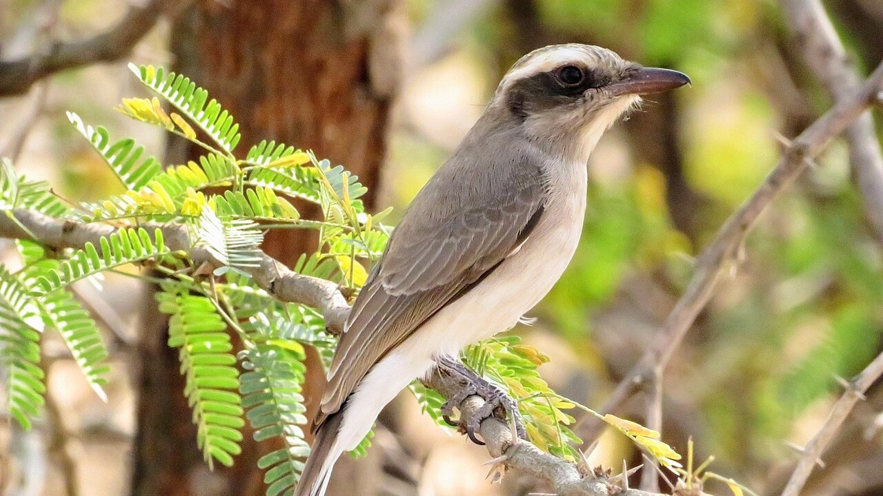Common woodshrike perched at Fulzar River in Jamnagar, Gujarat, India