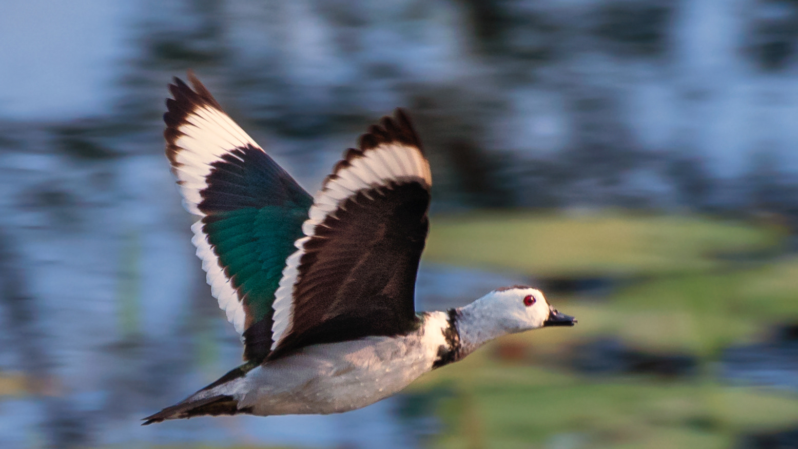 Cotton Pygmy-Goose flying over wetland at Manjeera Wildlife Sanctuary, India