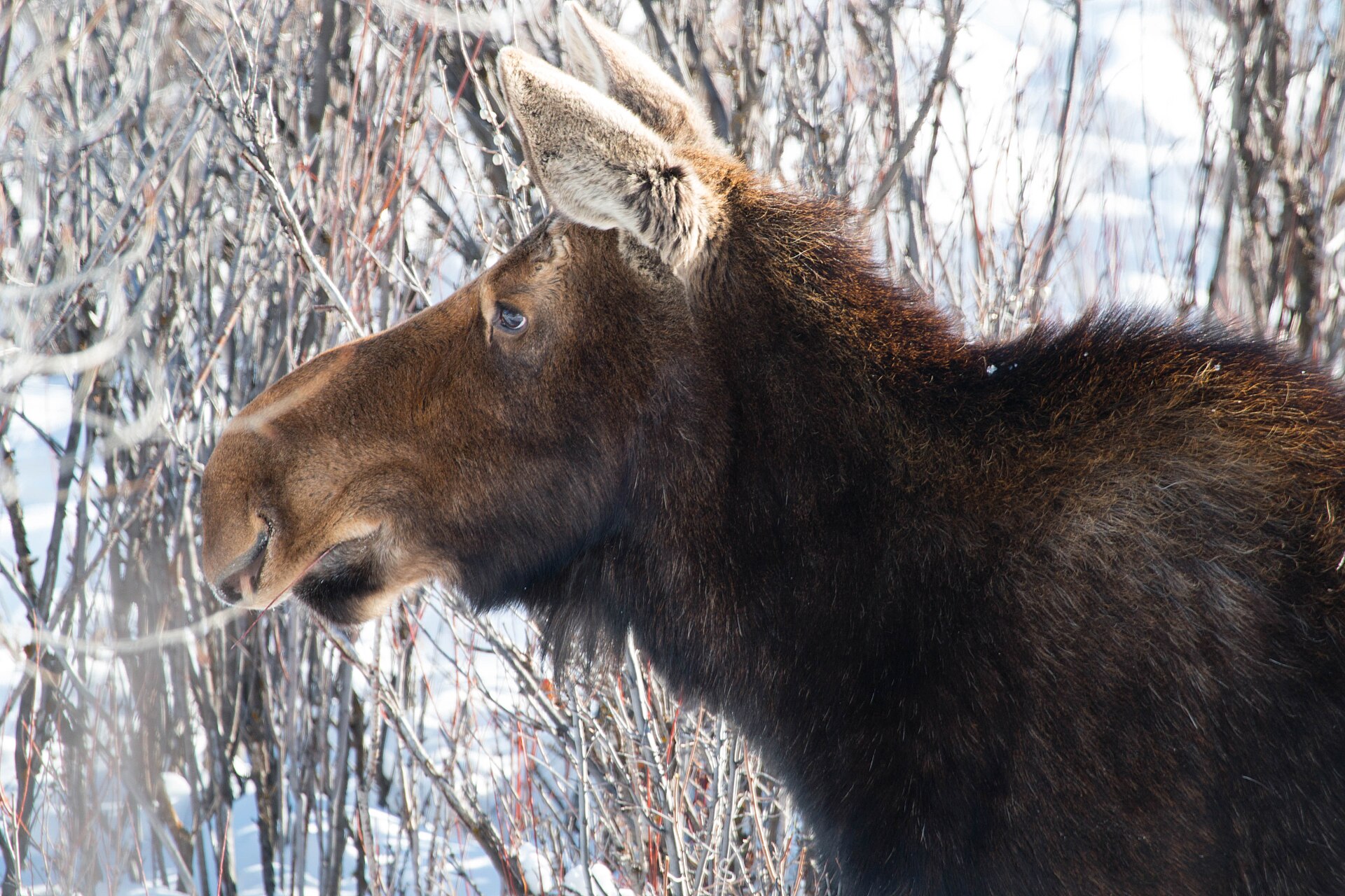 Cow moose browsing among snowy shrubs in winter