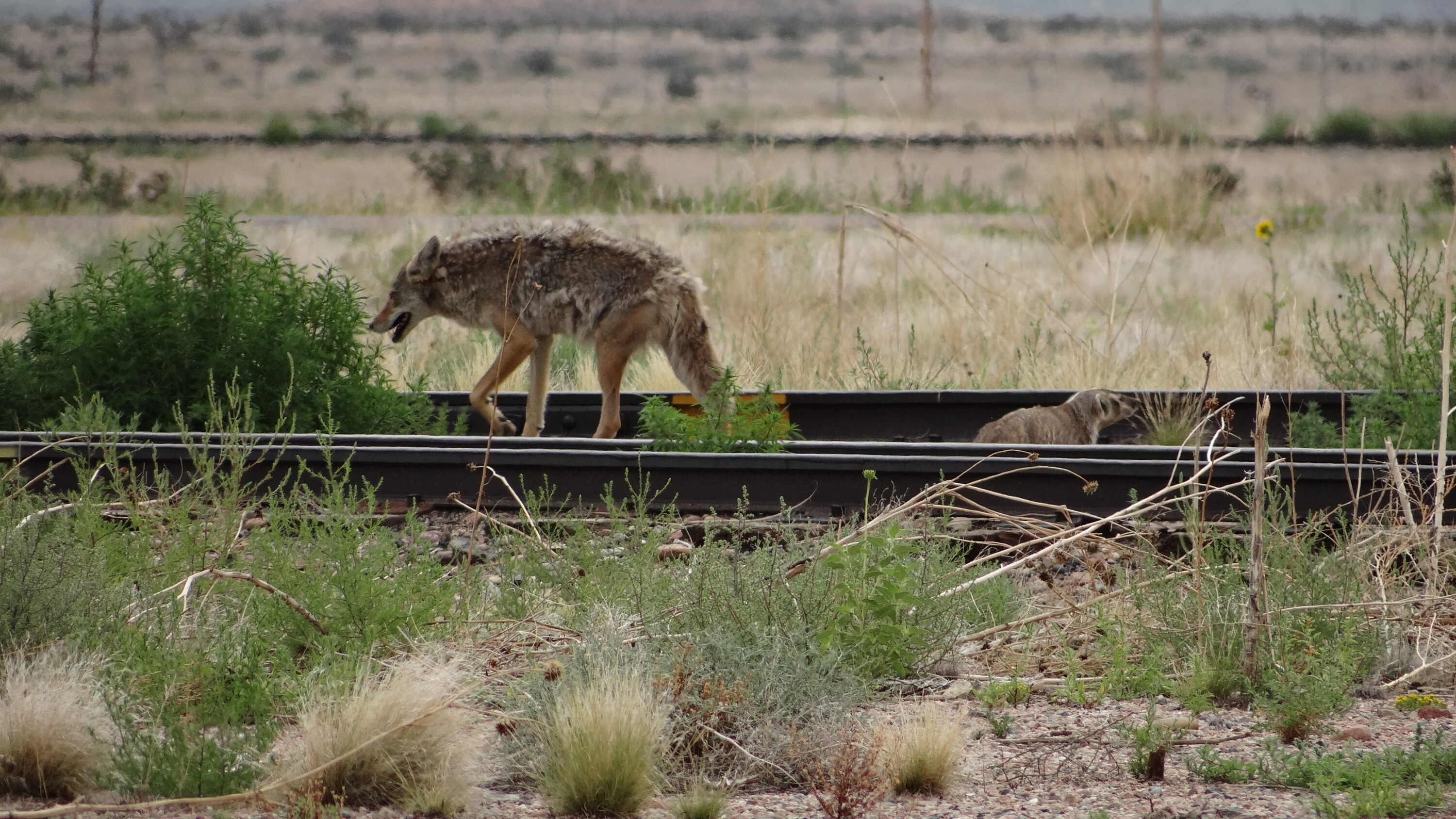 Coyote and American badger moving together during a documented cooperative hunting event