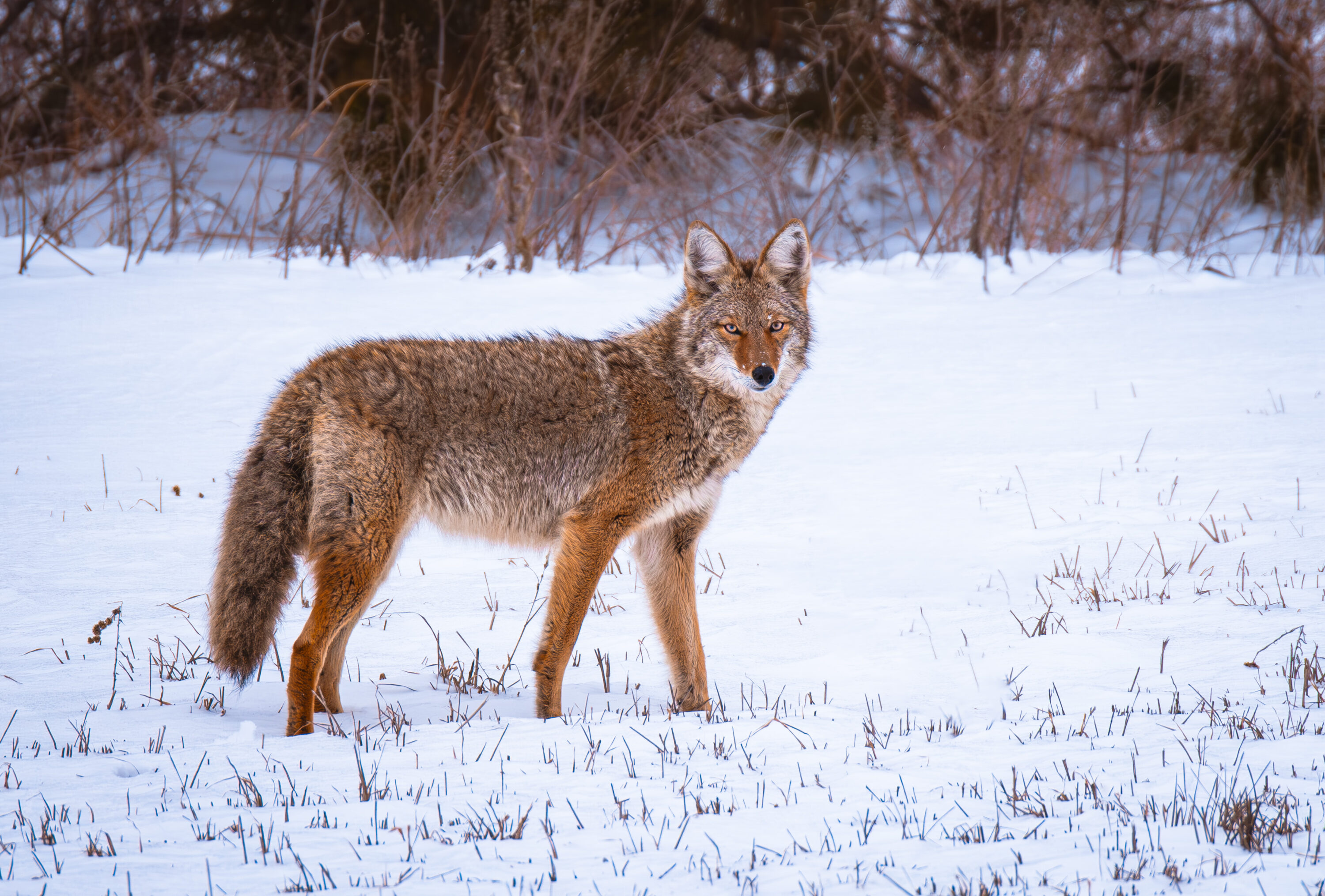 Coyote standing in a snowy field