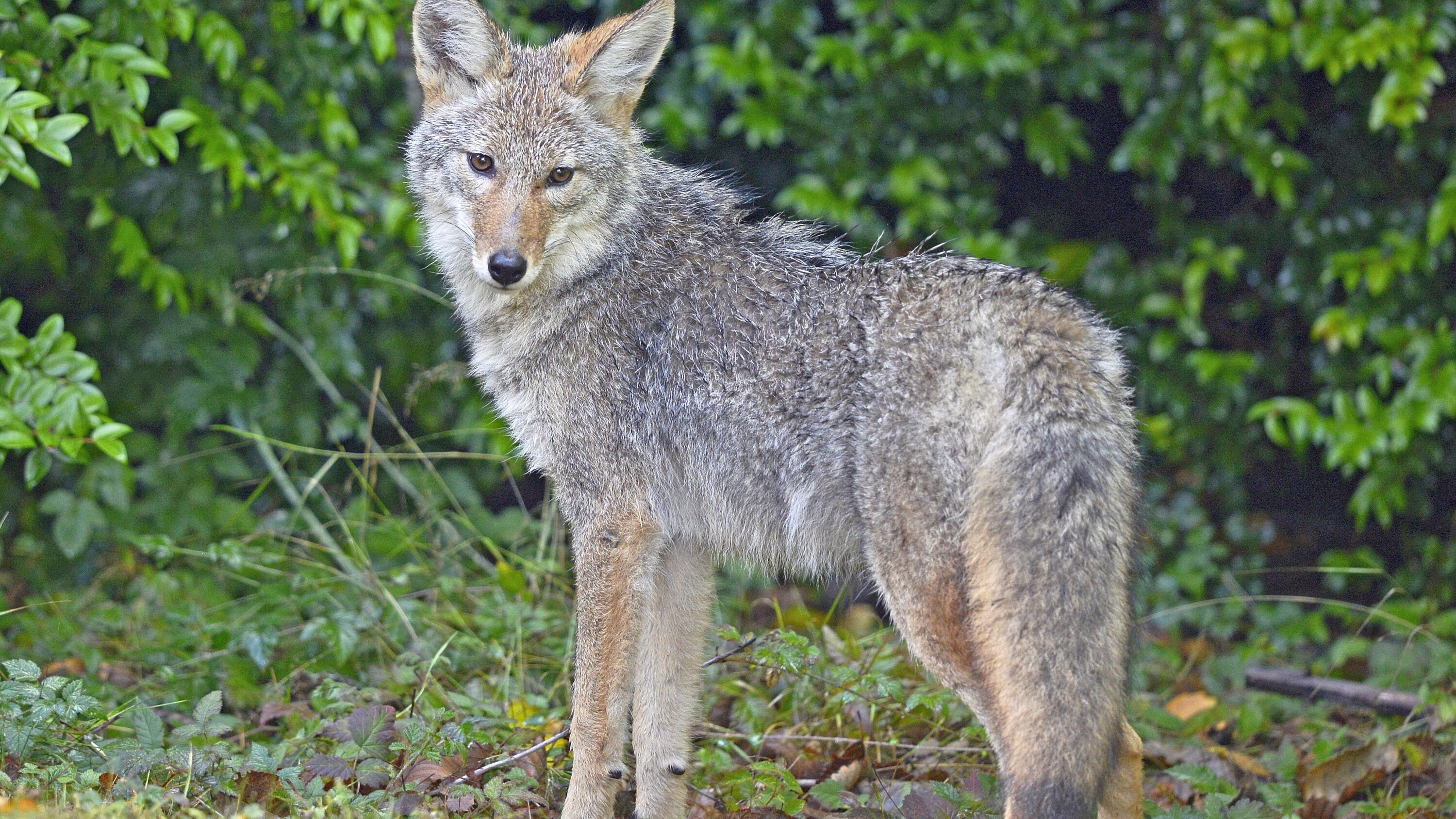 Coyote standing in vegetation in western Washington