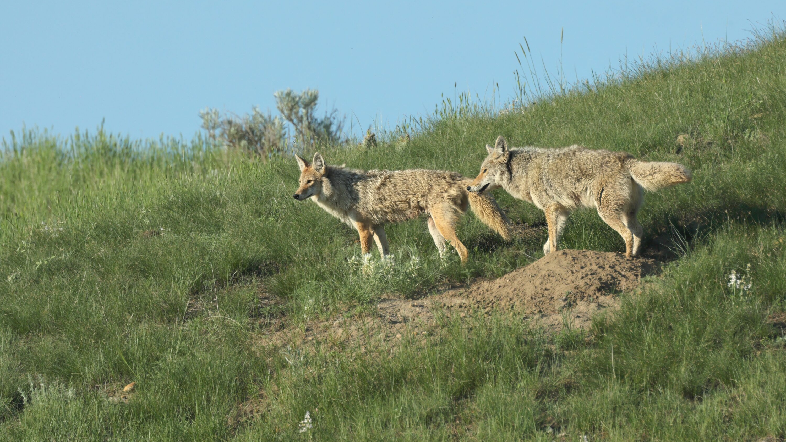 Two wild coyotes standing on a grassy slope in Grasslands National Park, Canada