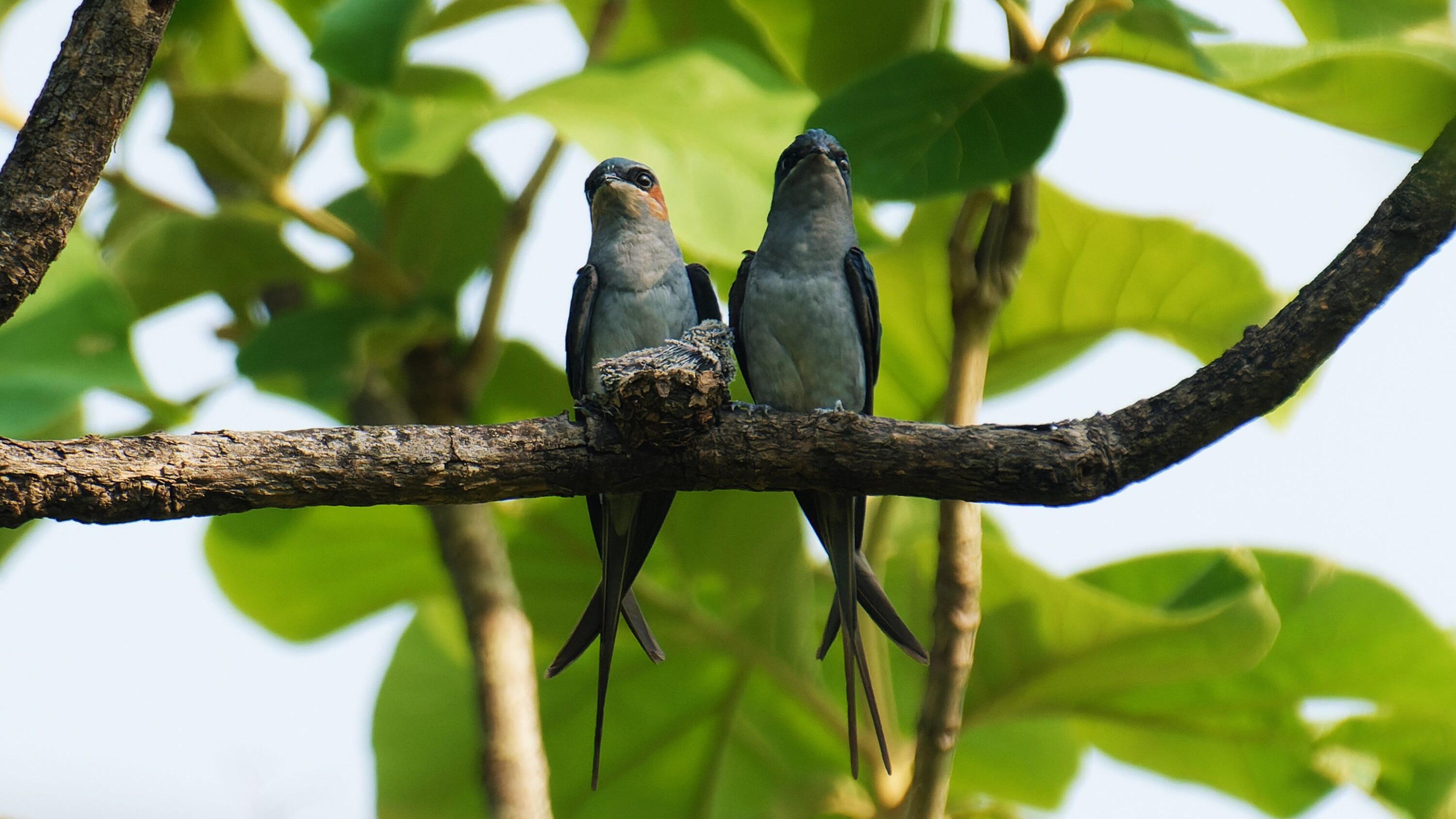 Crested treeswift perched on a branch in India