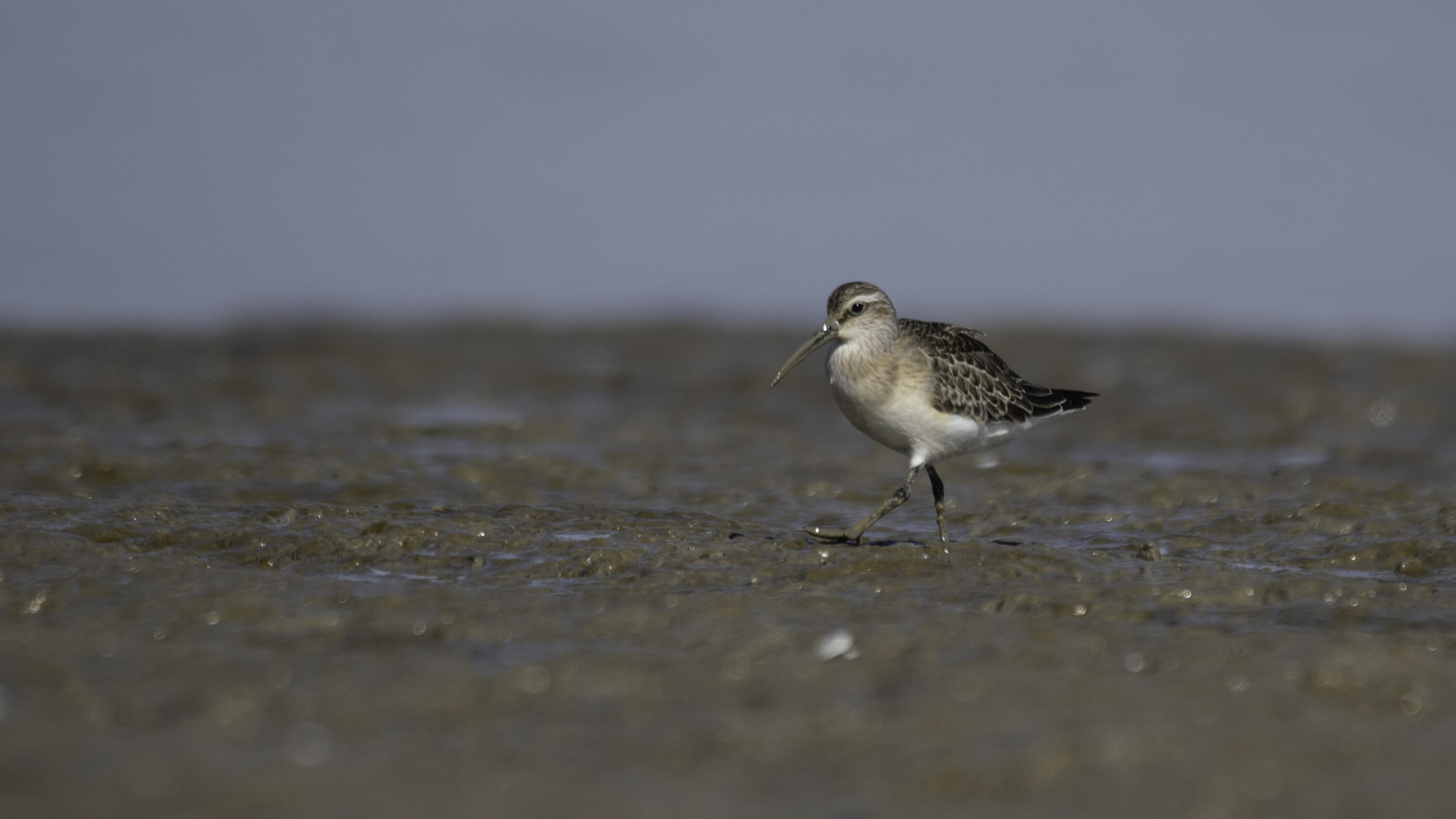Curlew sandpiper on a coastal mudflat