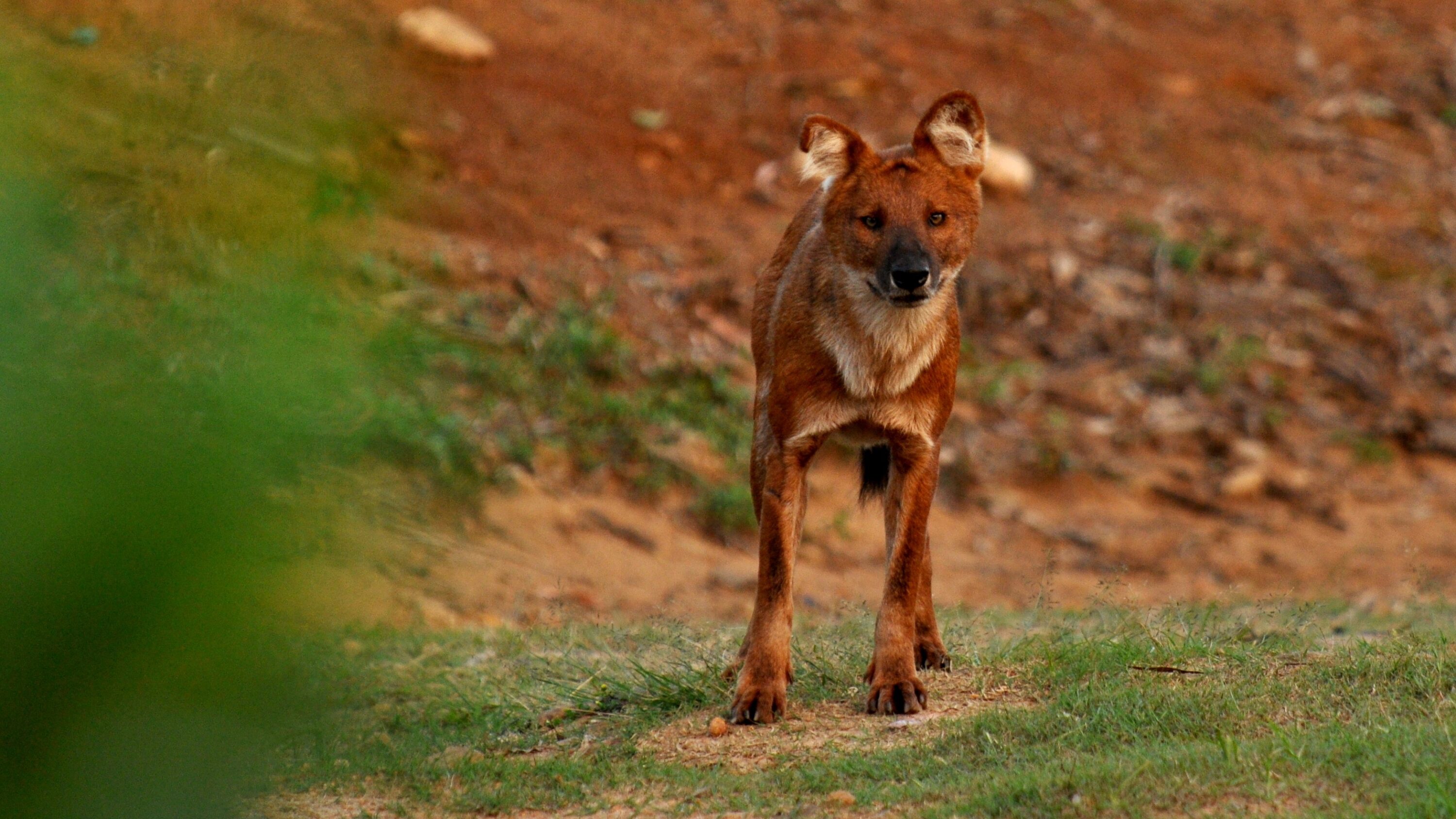 Dhole standing on a forest track in the Anamalai Hills, India