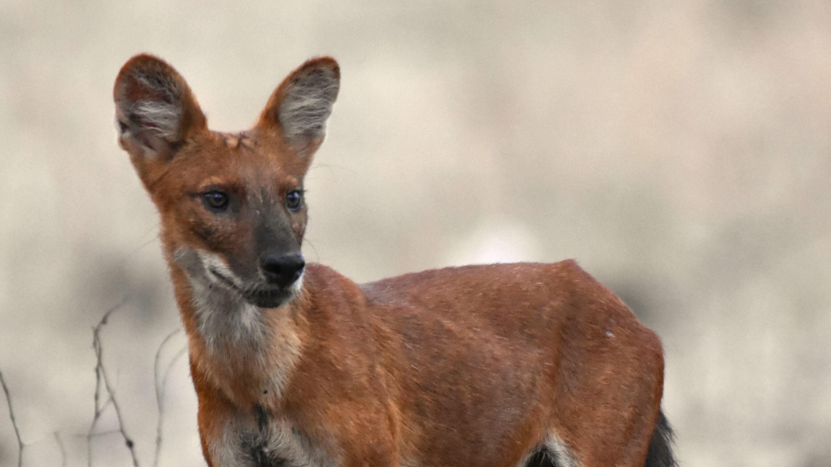 Wild dhole in Baluran National Park, Indonesia