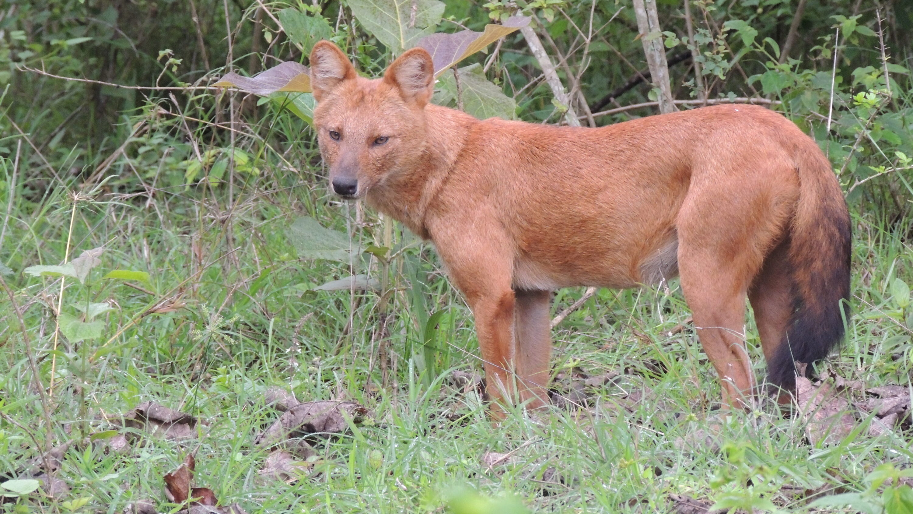 Wild dhole standing in Bandipur Tiger Reserve, India