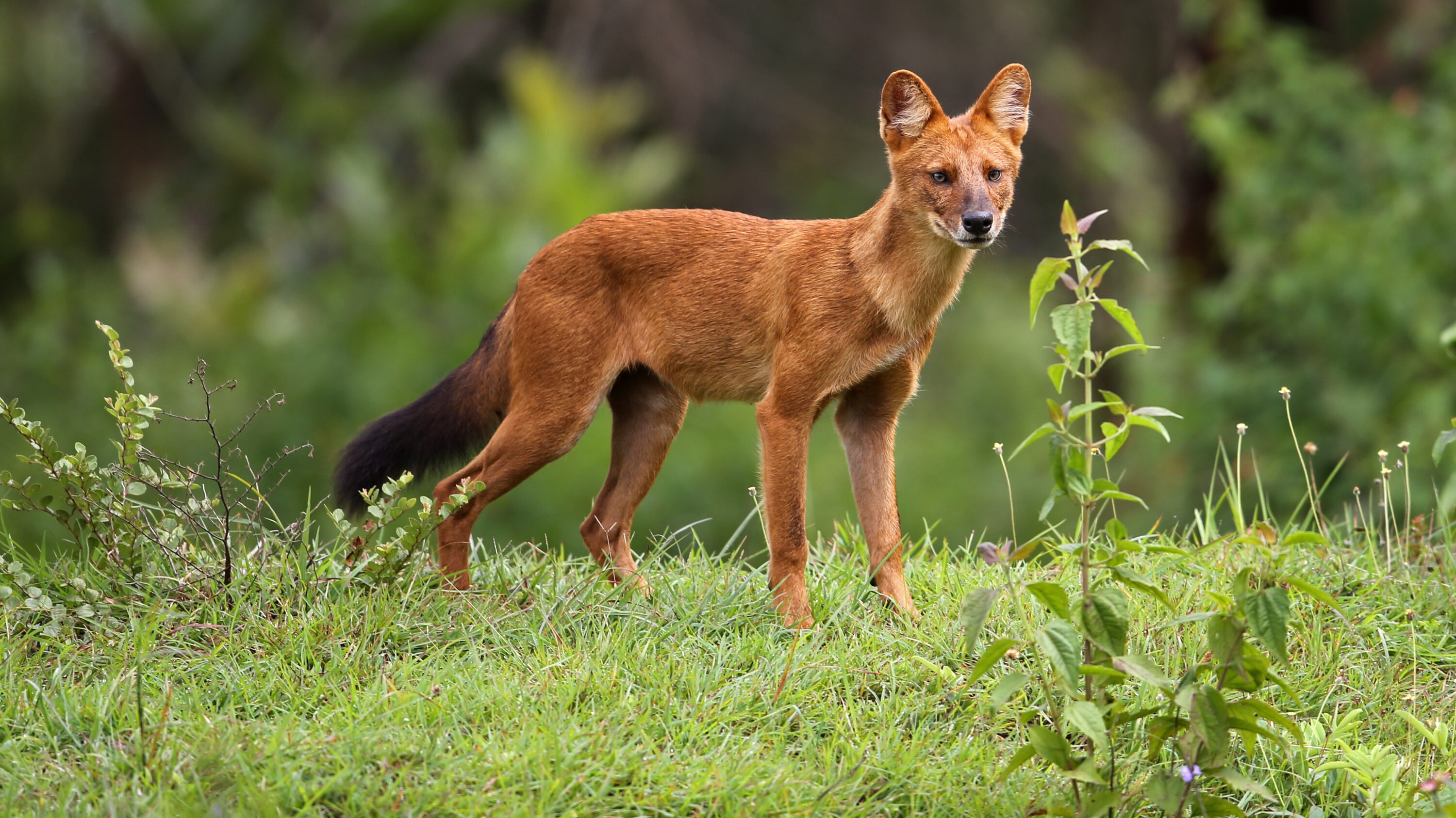 Wild dhole standing in grass in India
