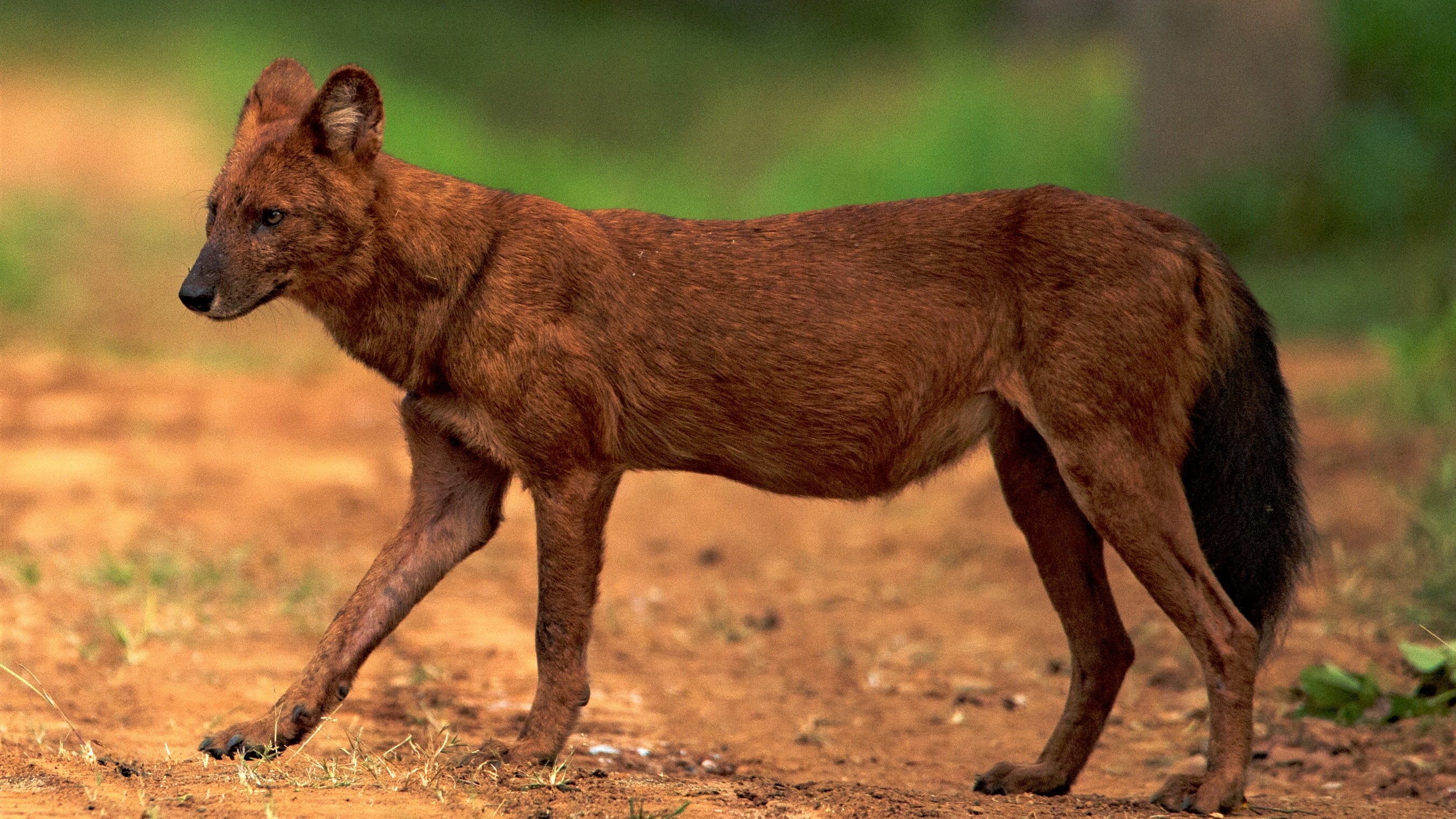 Dhole walking in forest habitat