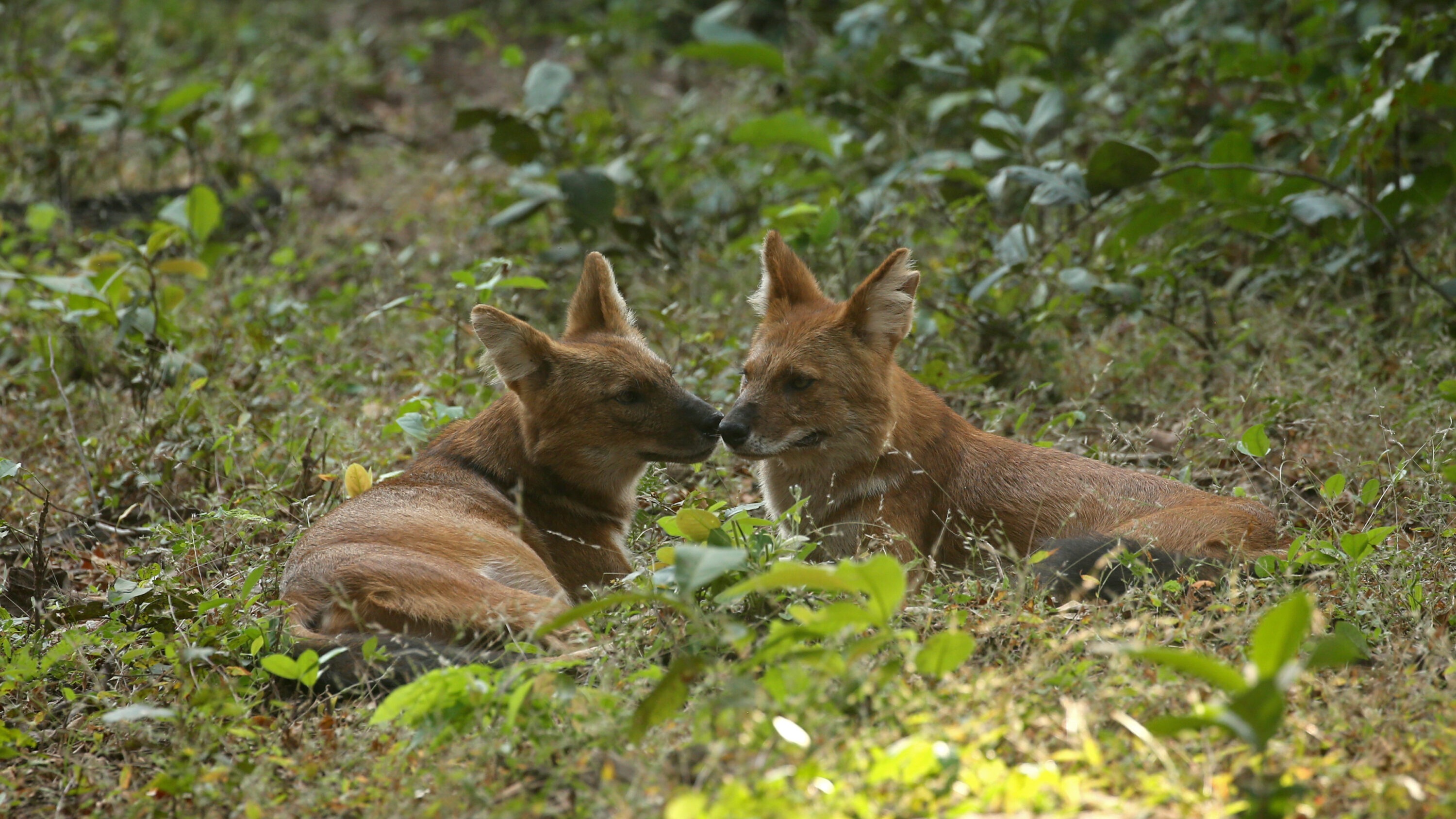 Two dholes resting together in Tadoba Andhari Tiger Reserve