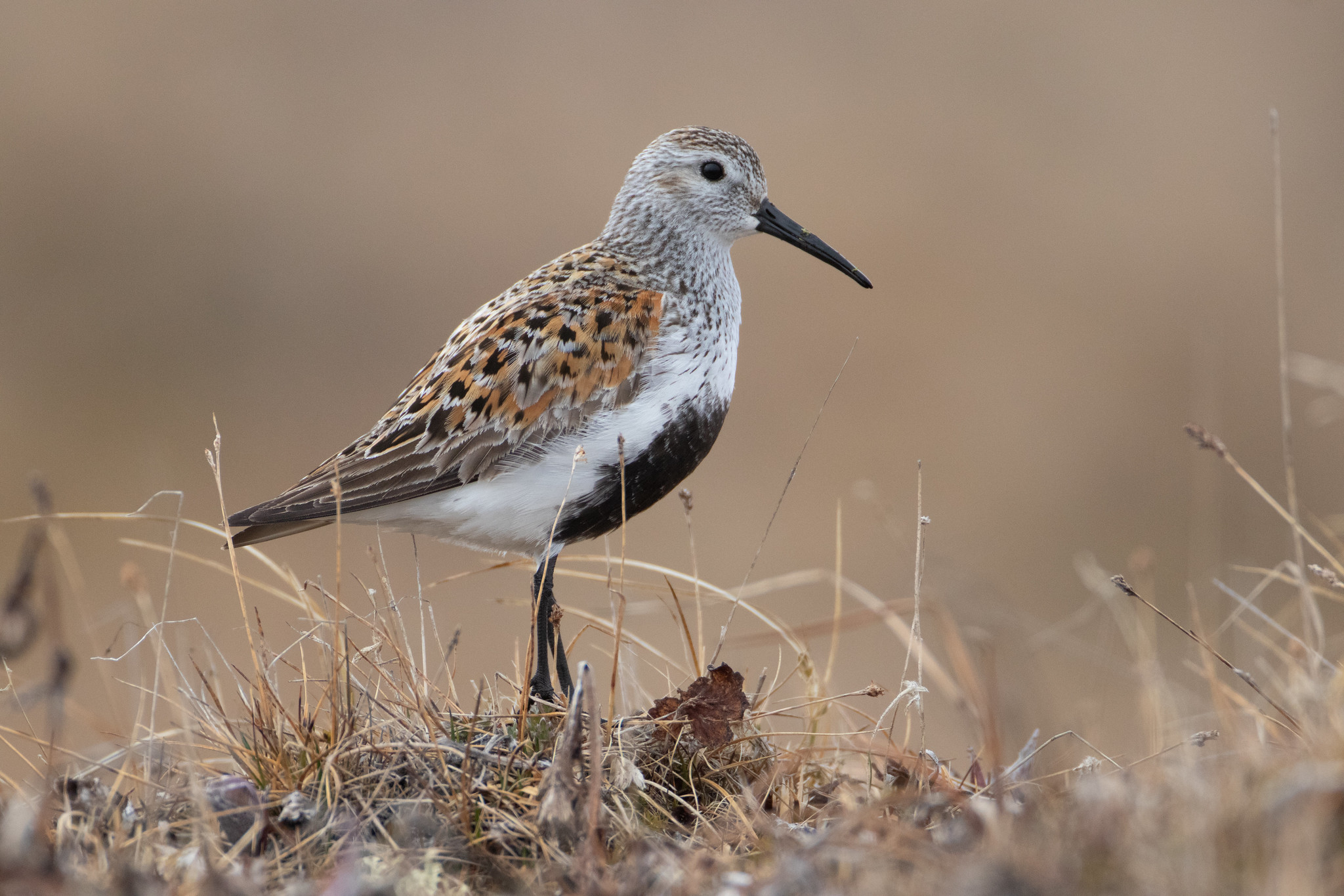 Dunlin of the arcticola subspecies on Alaskan tundra