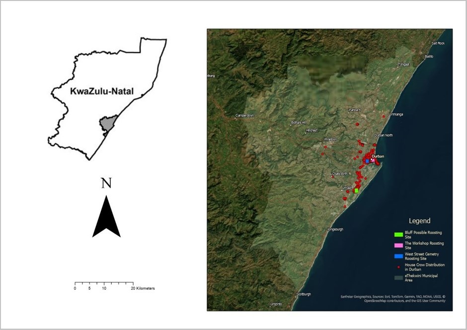 Kart over huskråkeobservasjoner og nattplasser ved Durban