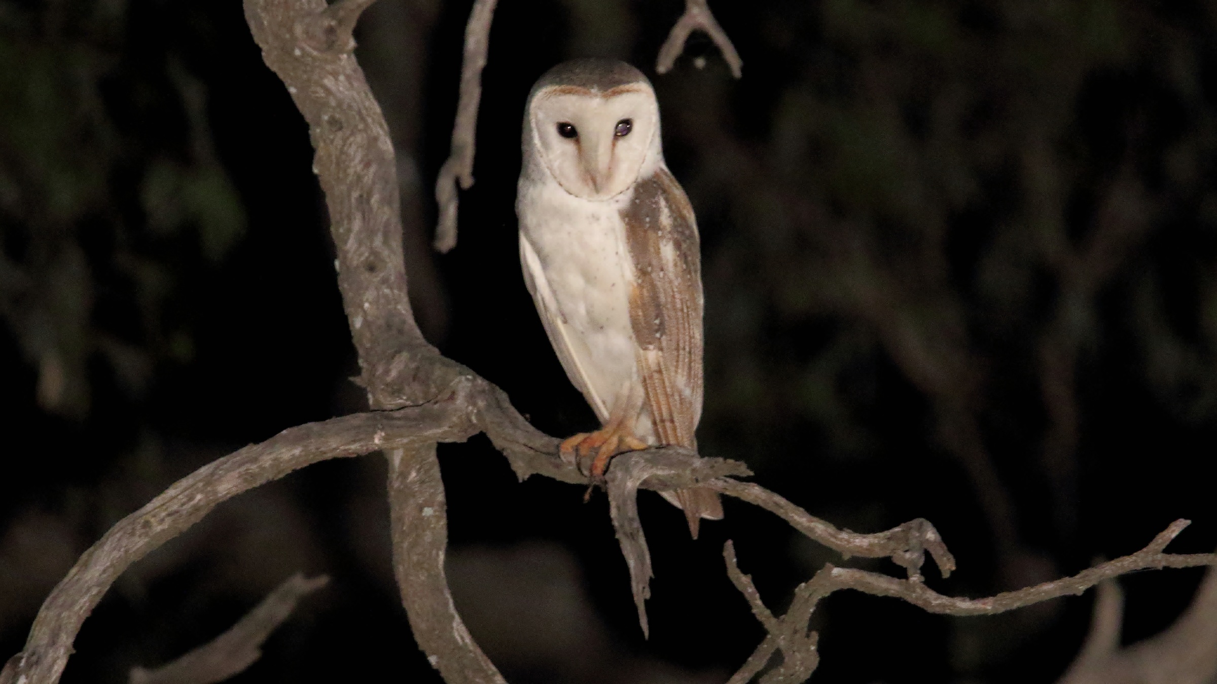 Eastern barn owl perched on a tree branch in Australia