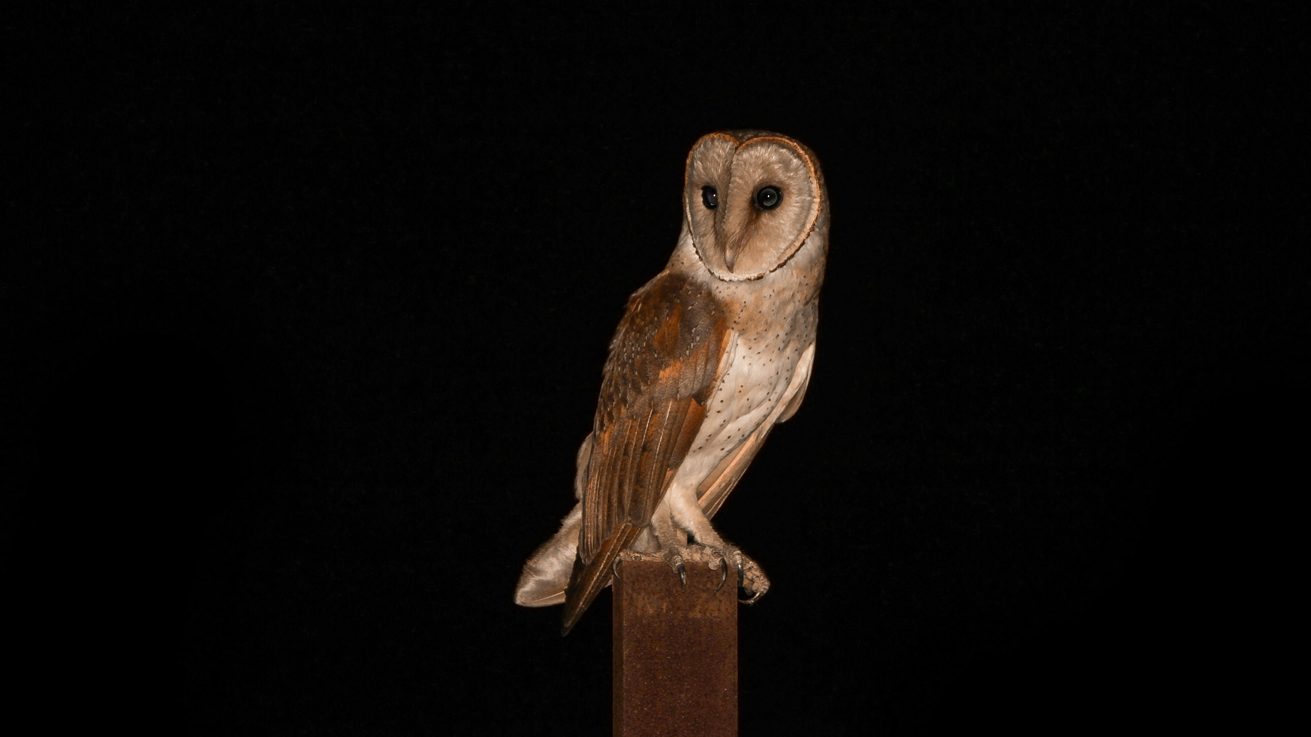 Eastern barn owl perched at night