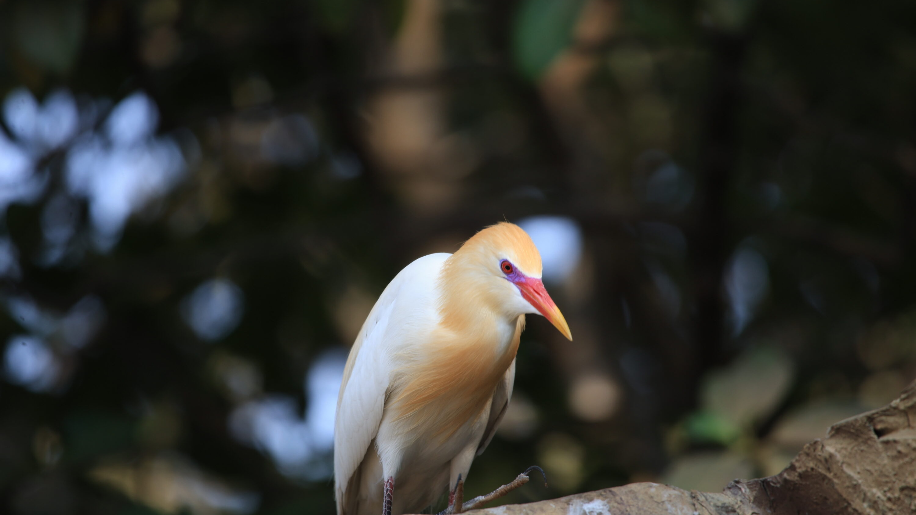 Eastern cattle egret in breeding plumage perched on a branch in Mumbai, India